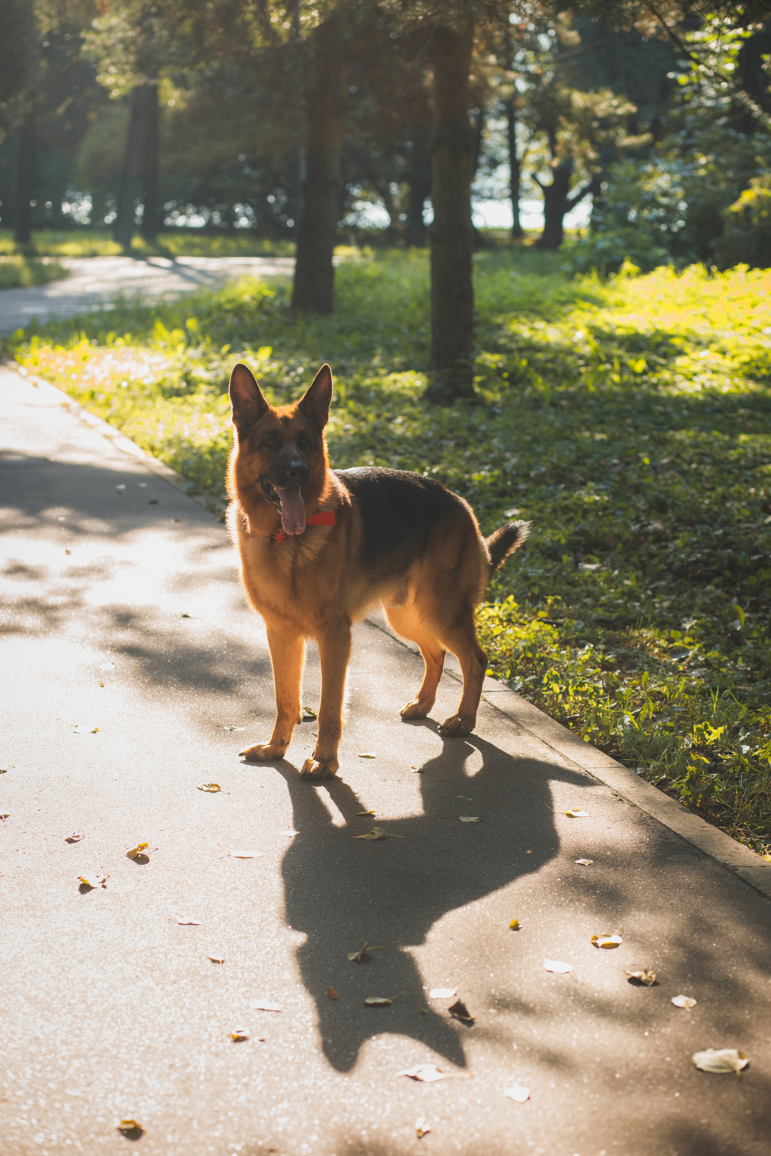 Фотопрогулка молодой девушки и ее собаки летним утром в парке. Семейный и школьный фотограф в Москве Анна Ткач