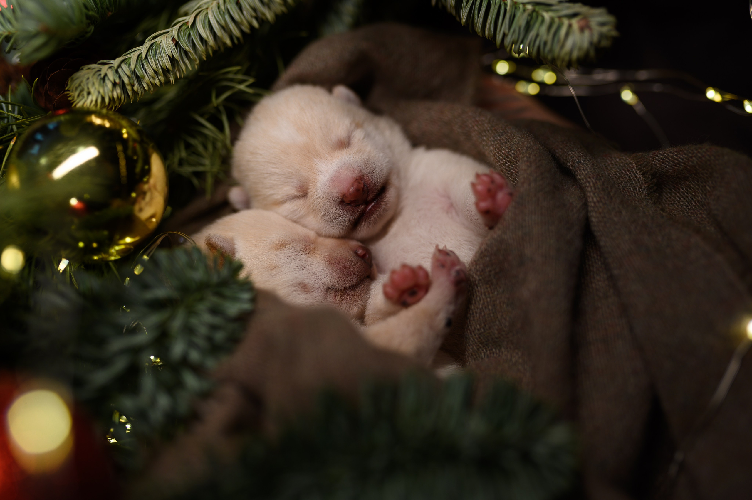 Мамесиба. Фотограф анималист в Москве Ольга Агушева