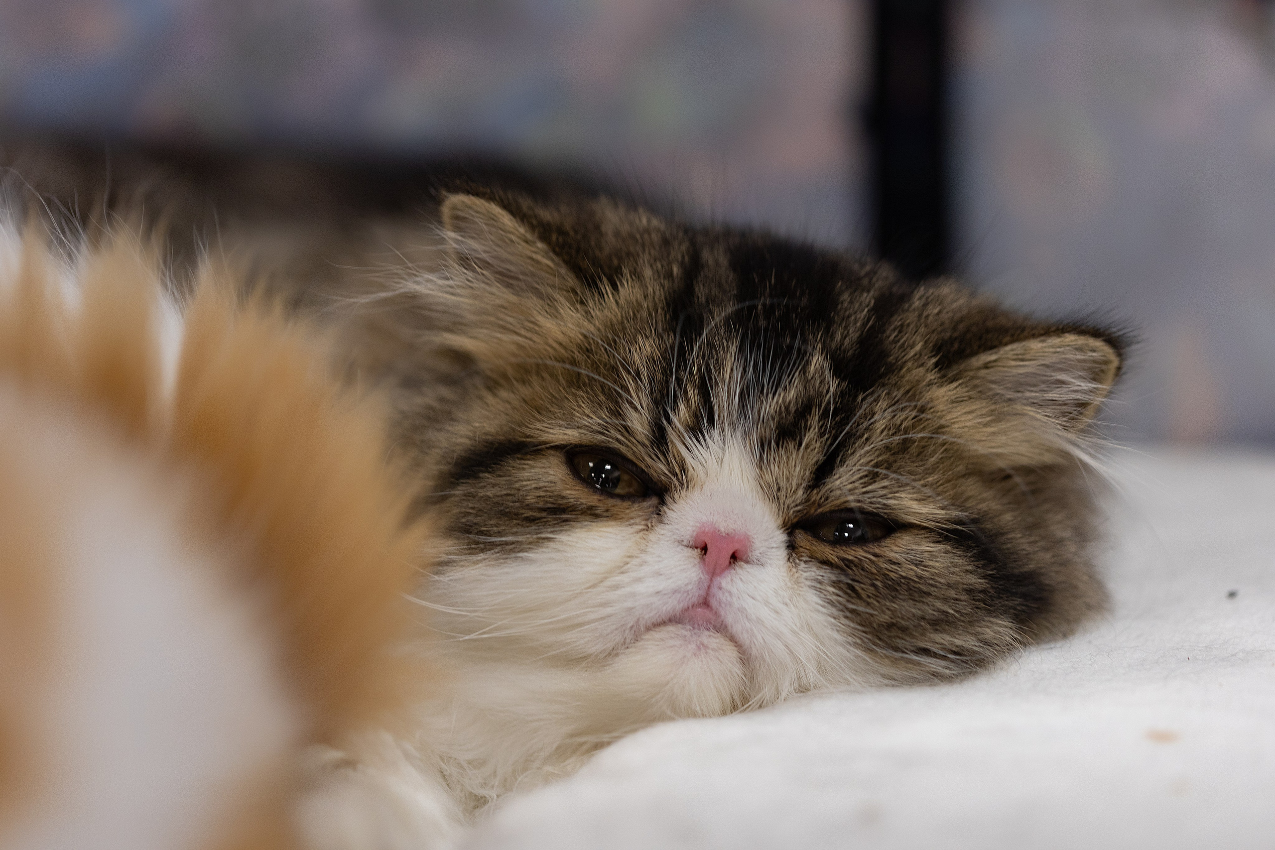 Анималистика