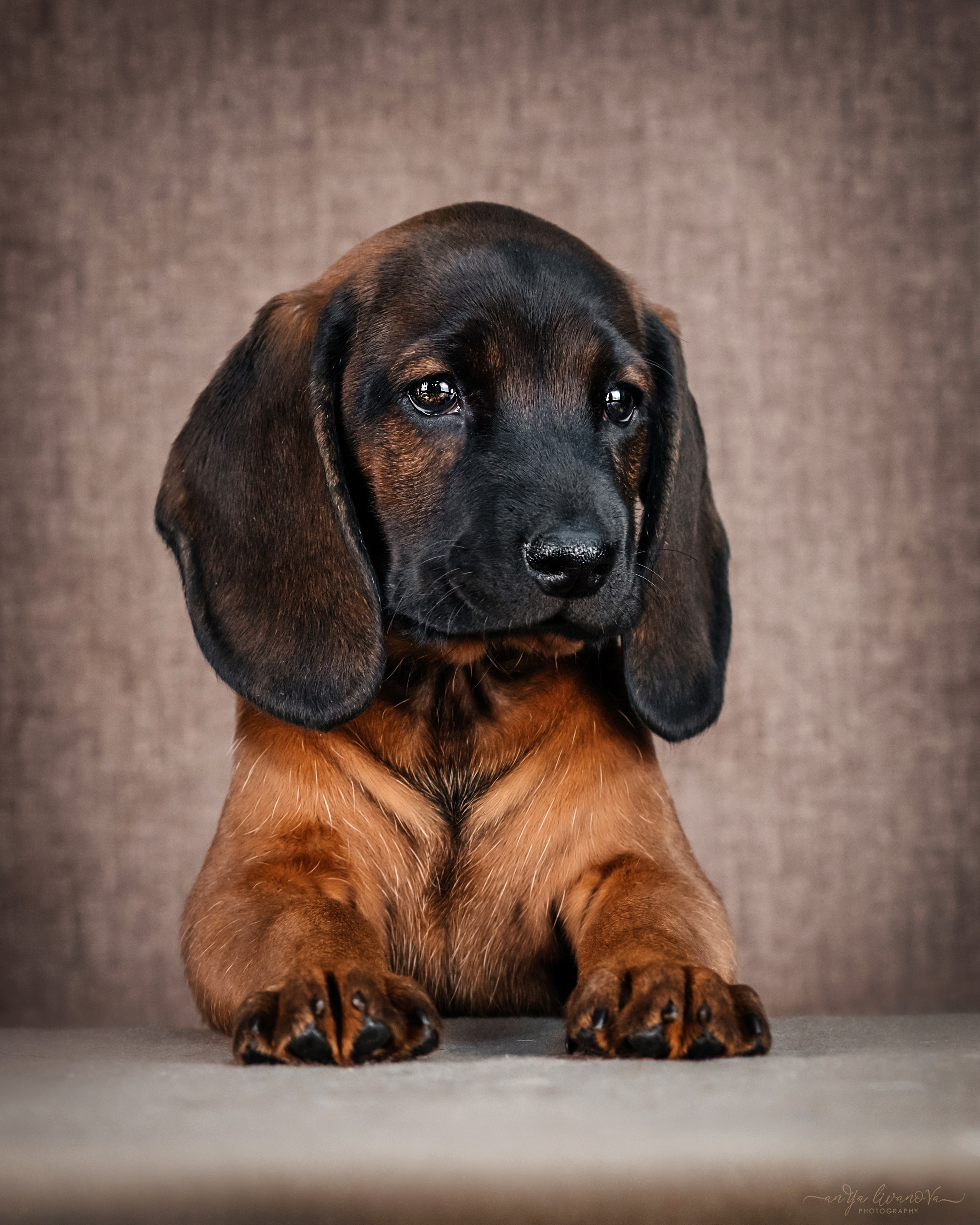 Баварские гончие. Фотограф анималист Аня Ливанова | Рыбинск