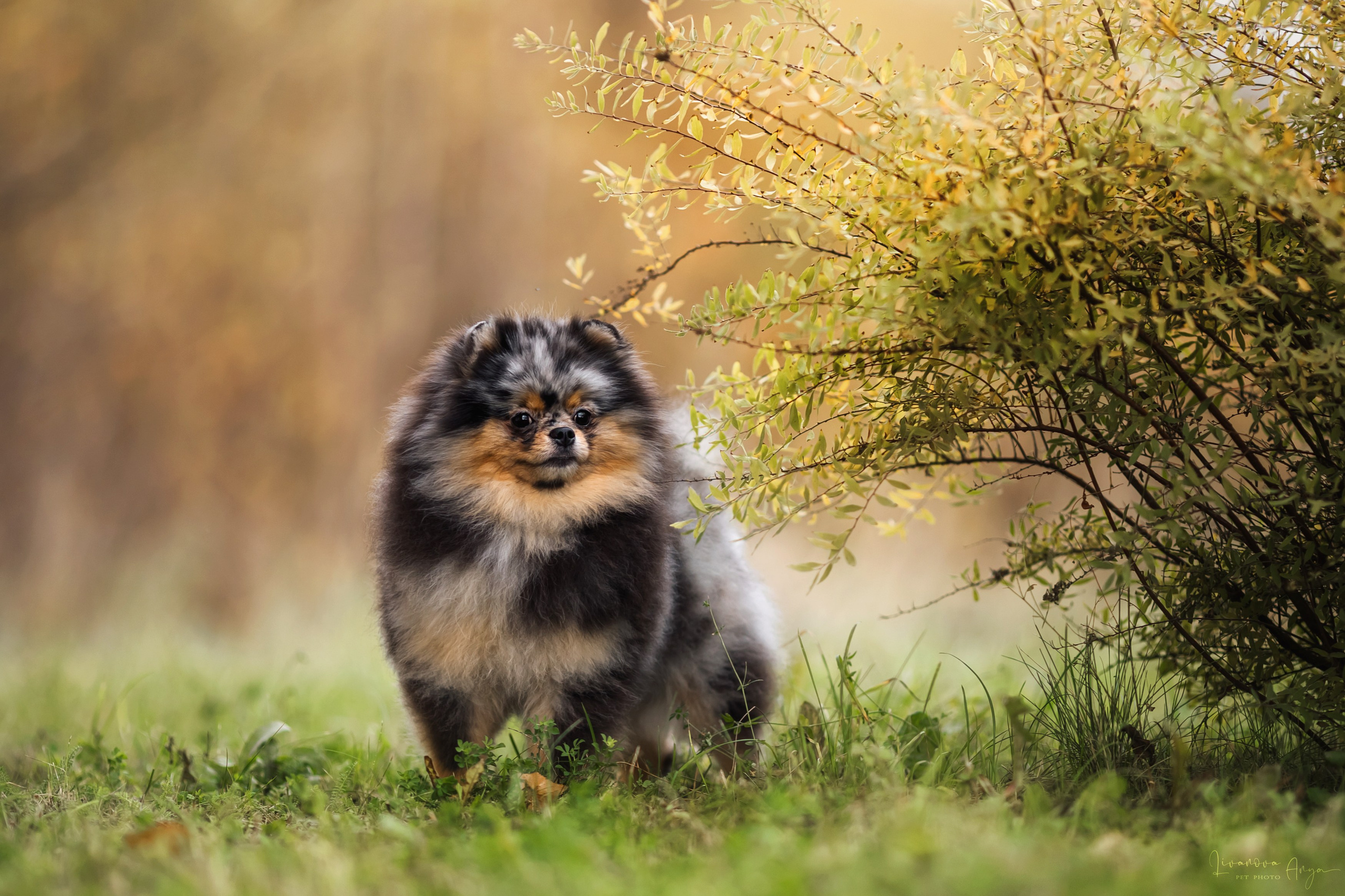 Шпицы и чихуахуа. Фотограф анималист Аня Ливанова | Рыбинск