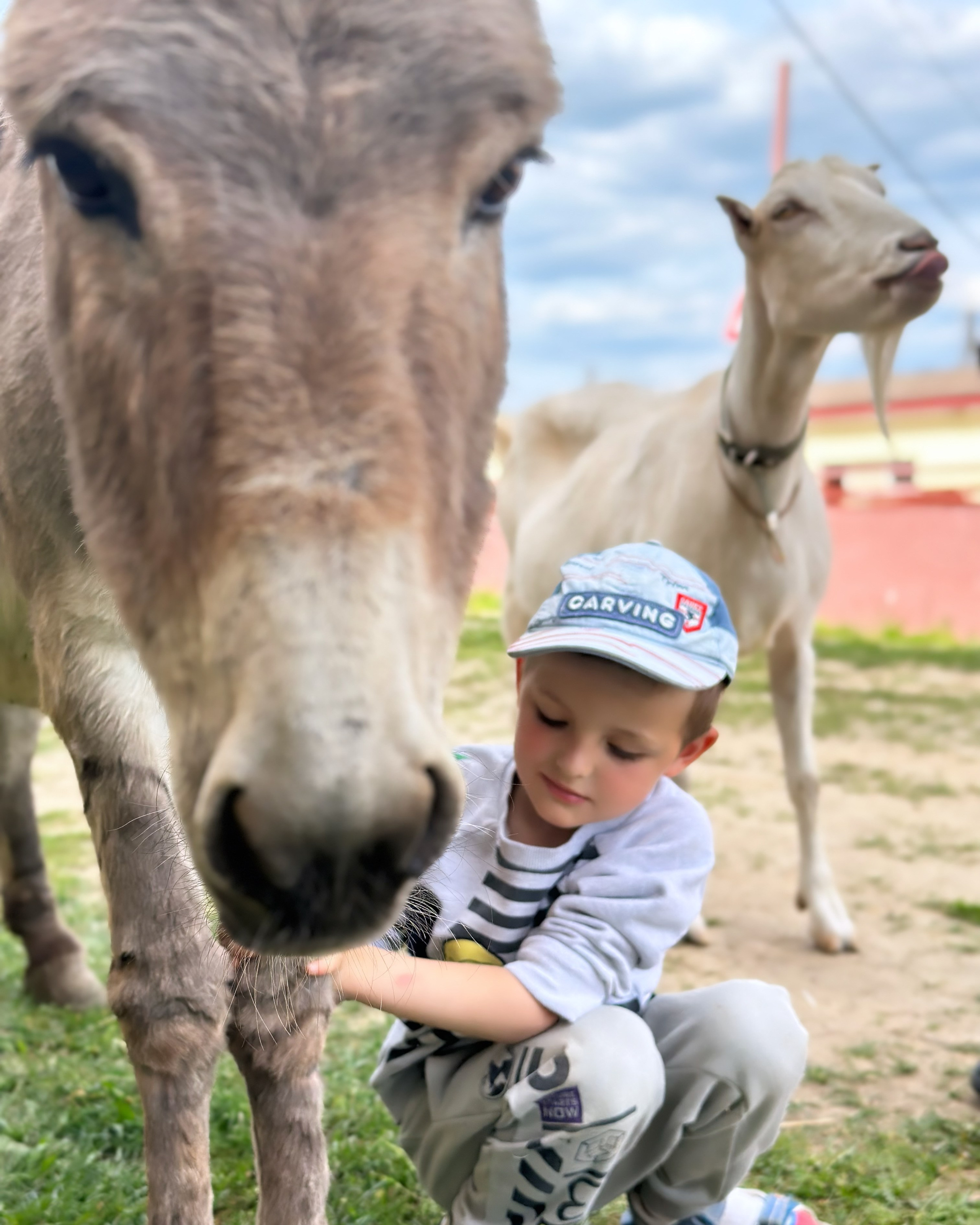 На ферме. Главная