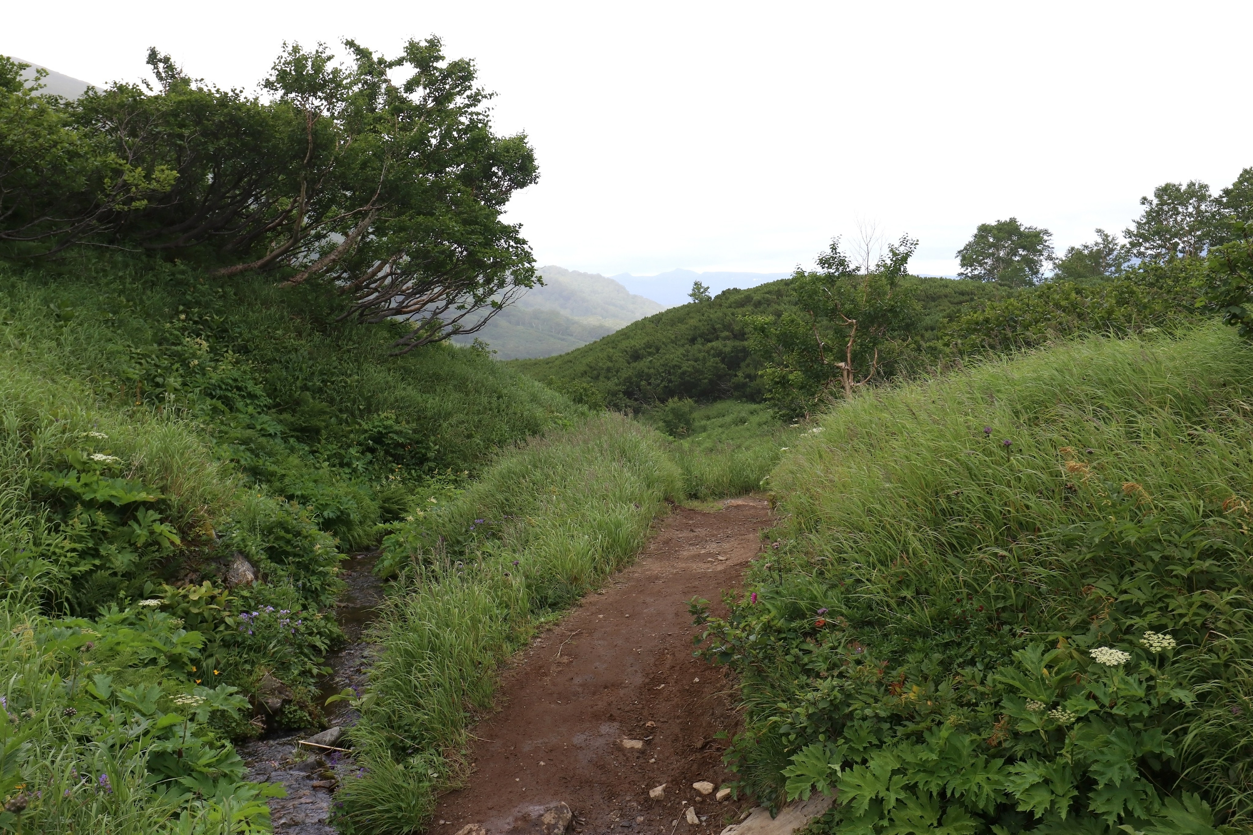 Камчатка и о. Парамушир. Июль 2024. Путешественник-фотограф из Санкт-Петербурга Татьяна Свистулина