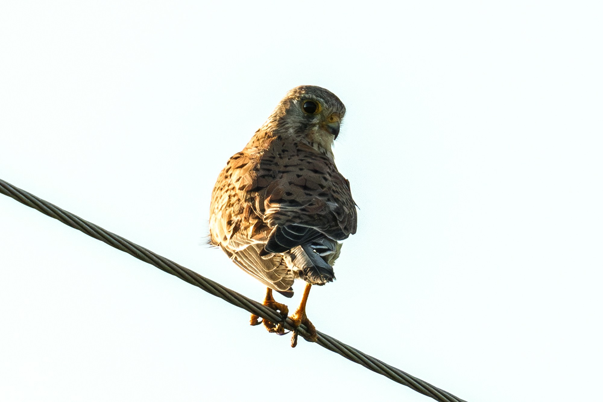 Удивительные мир птиц. Вокруг нас столько прекрасного — присмотритесь!. Ваш личный фотограф Марина Волкова