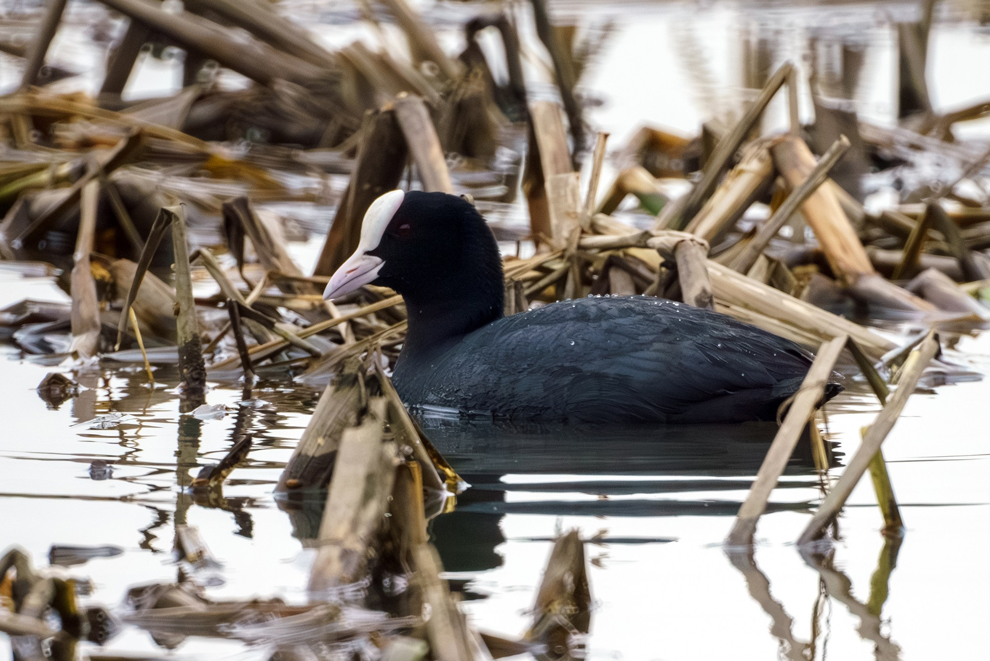 Удивительные мир птиц. Вокруг нас столько прекрасного — присмотритесь!. Ваш личный фотограф Марина Волкова