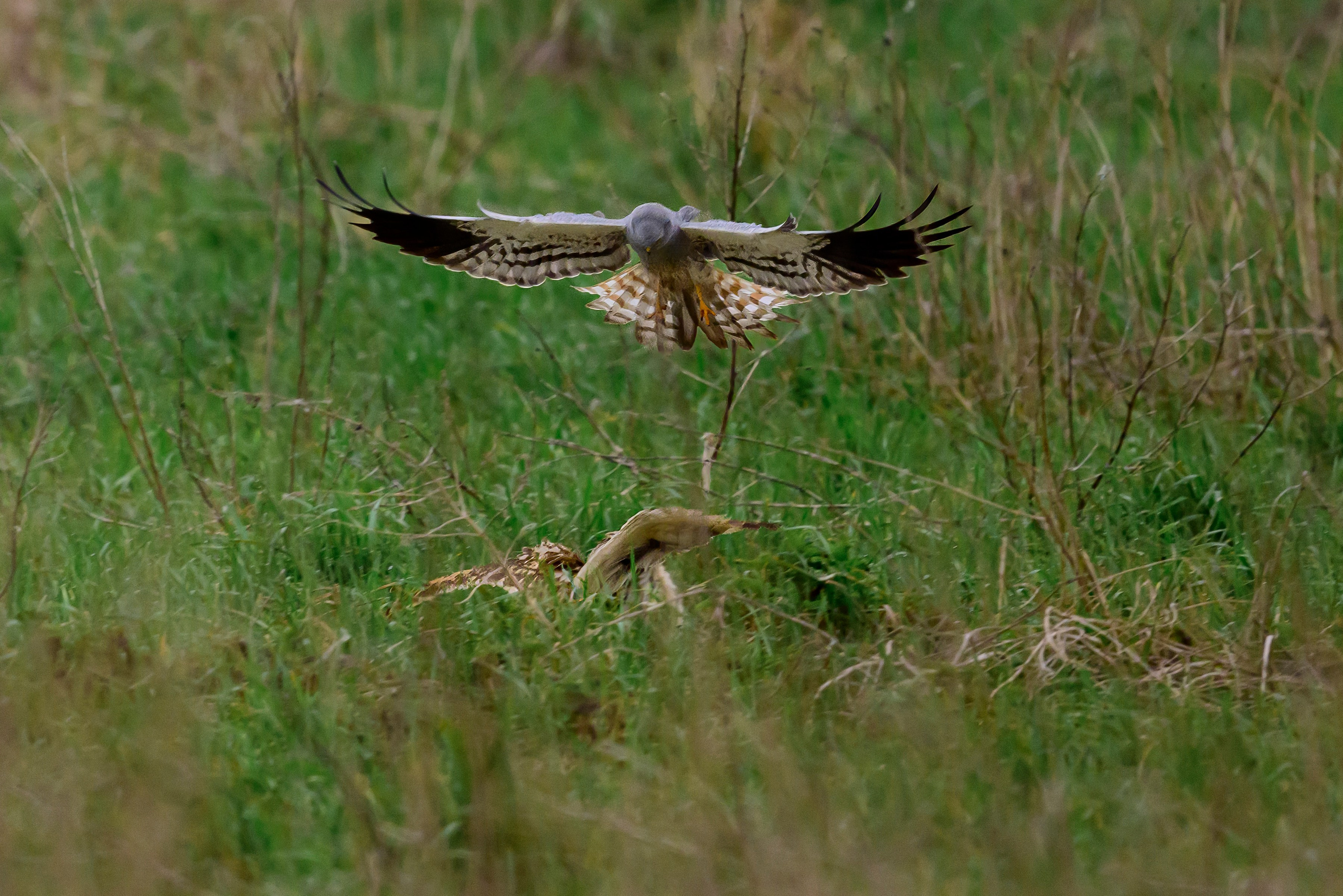 Лунь атакует сову. Wildlife photography by Sergey Puponin