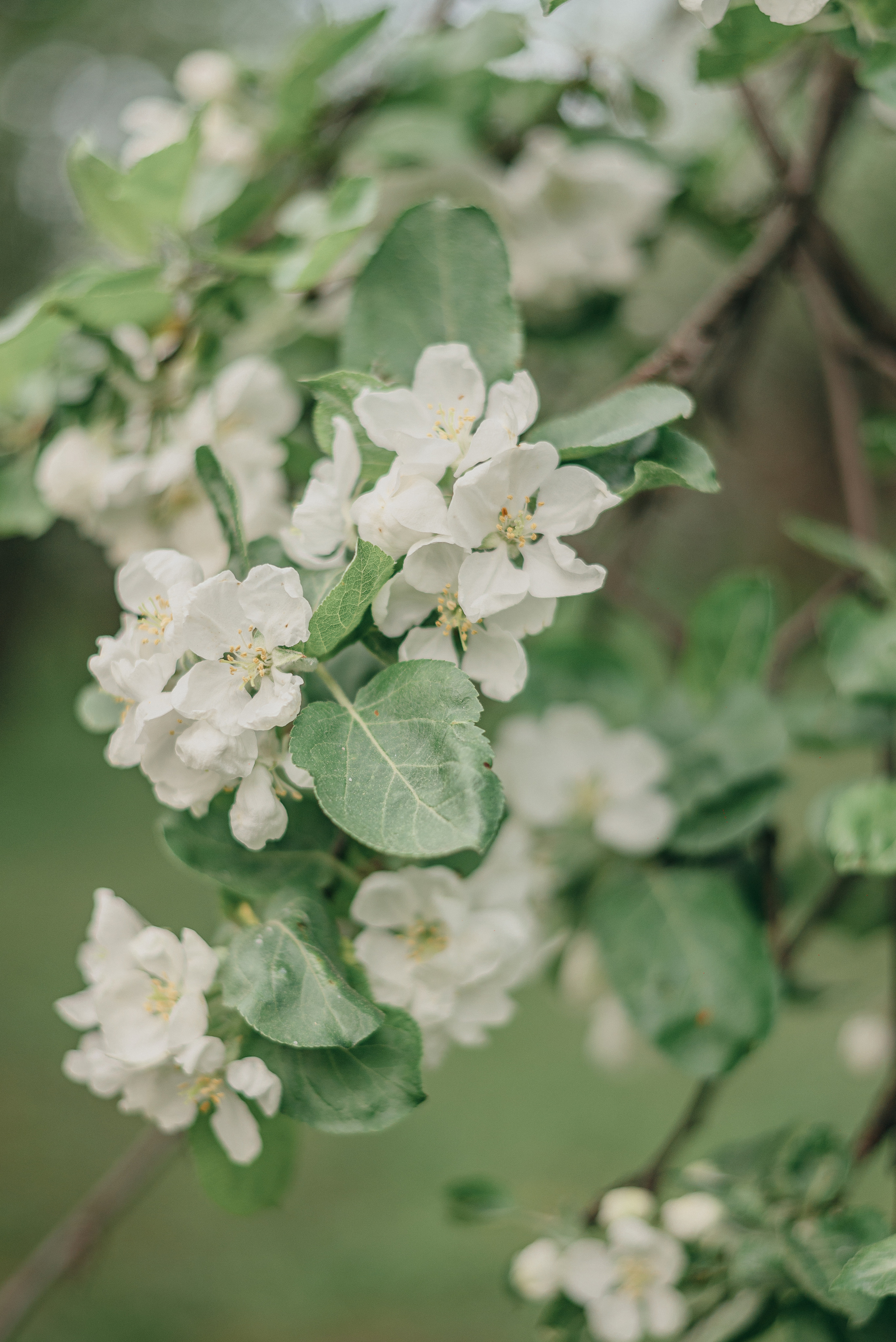 Семейная фотосессия в цветущих садах. Фотограф Москва
