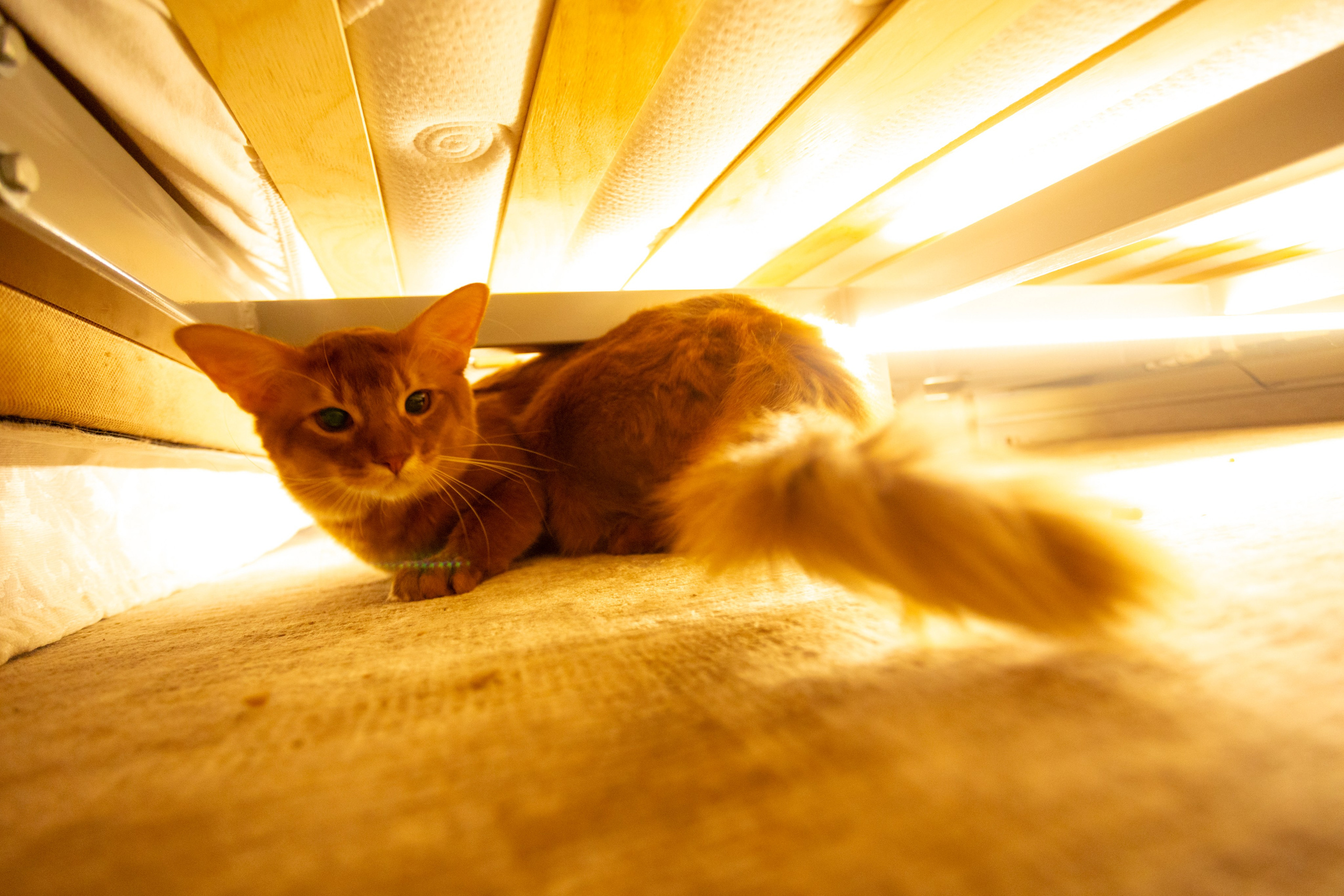 Сомали. Art my Pho