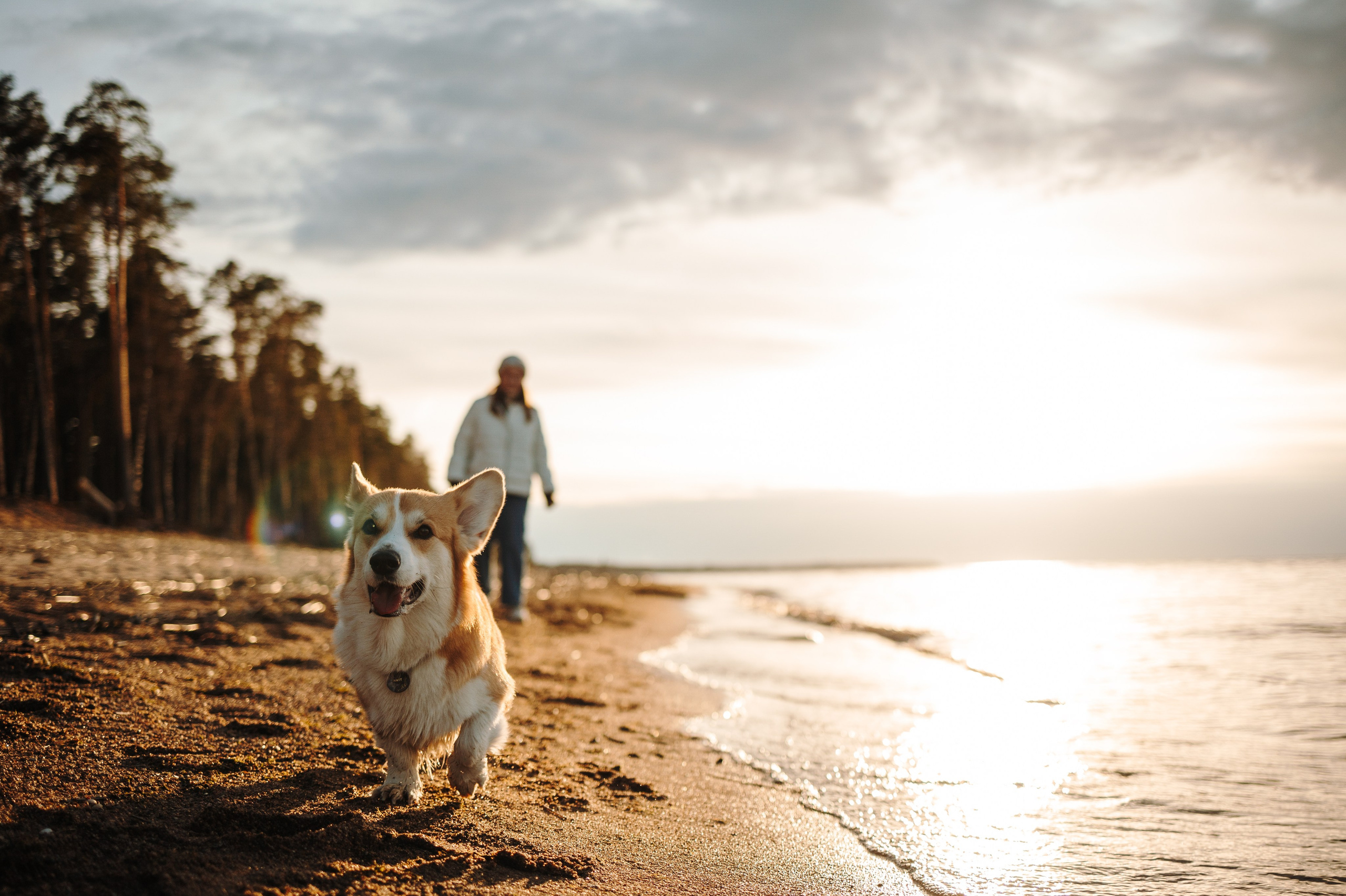 Найт и его семья. Фотограф — Анималист | Санкт-Петербург