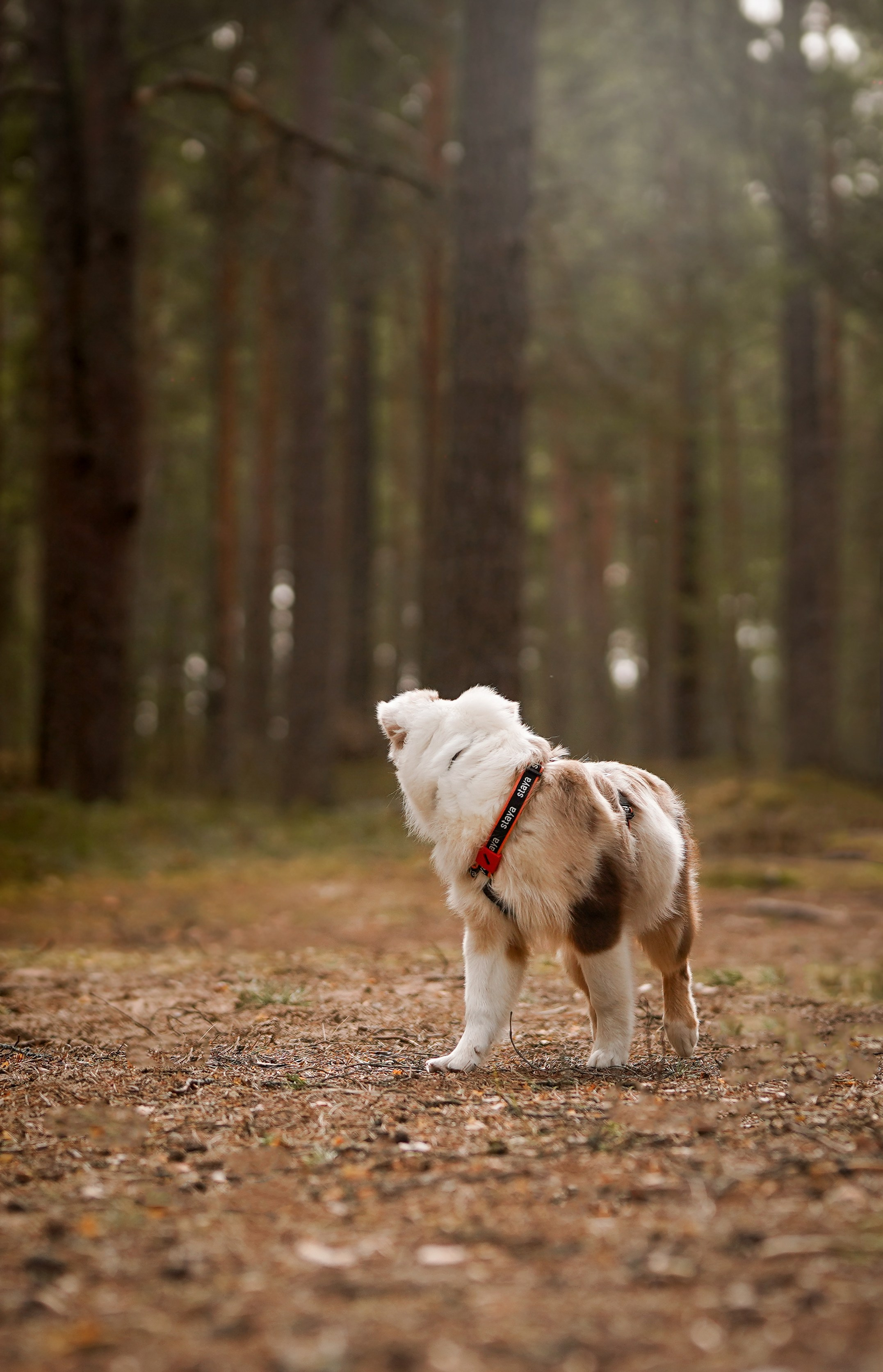 Аусси на Ладоге. Фотограф-анималист в Санкт-Петербурге Яна Мартынова