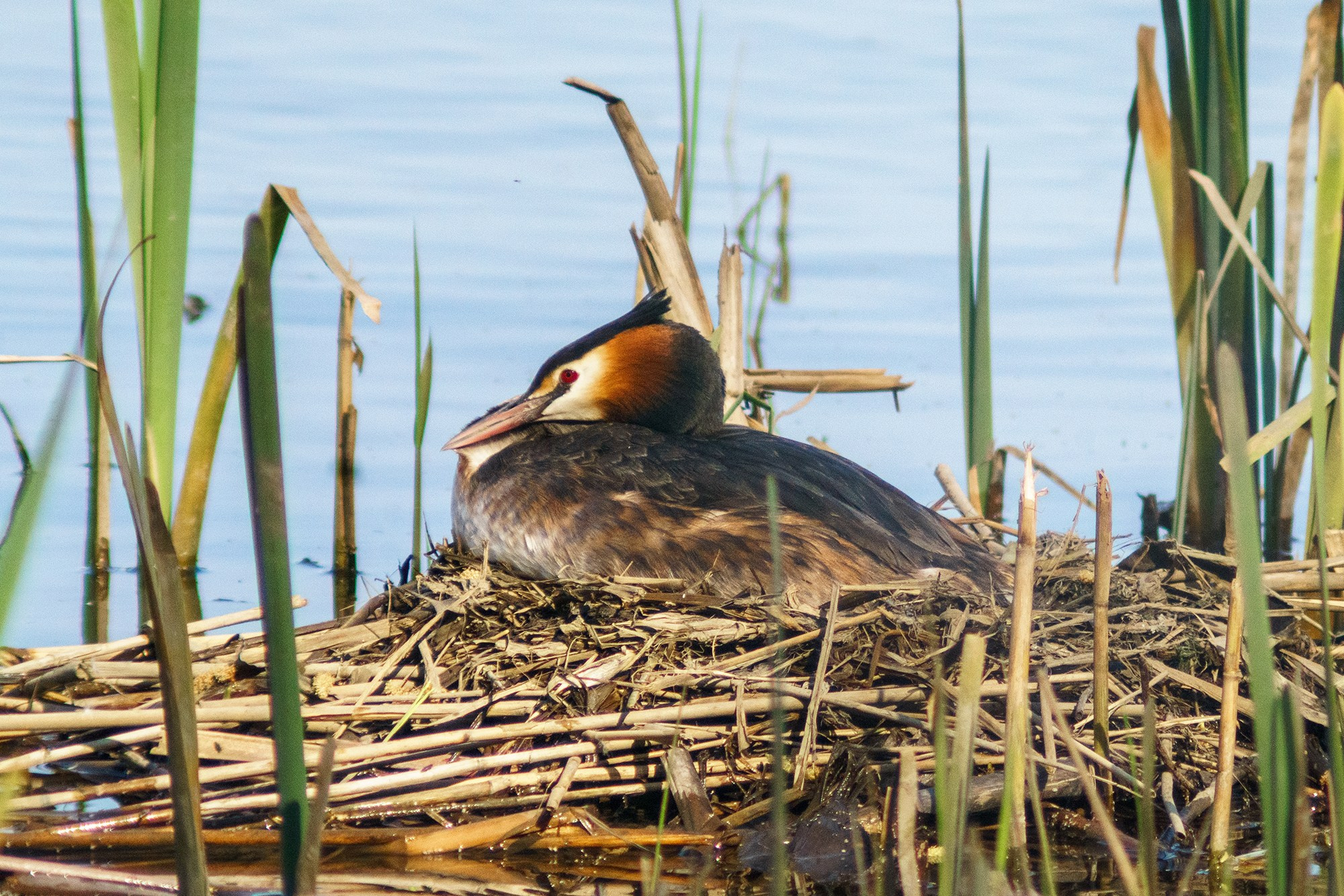 Удивительные мир птиц. Вокруг нас столько прекрасного — присмотритесь!. Ваш личный фотограф Марина Волкова