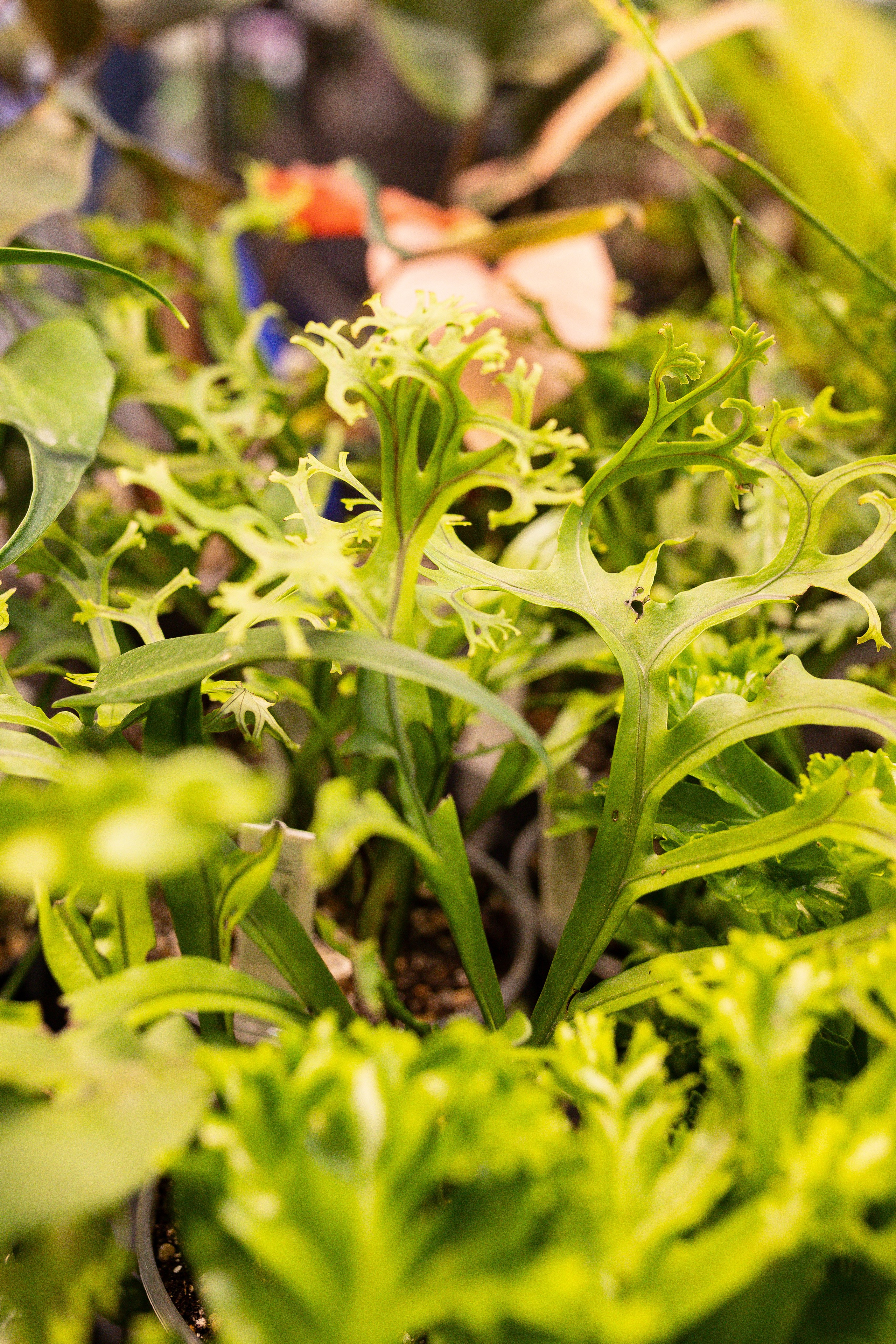 Орхидиум сентябрь 2025. Александра Куликова фотограф, Москва