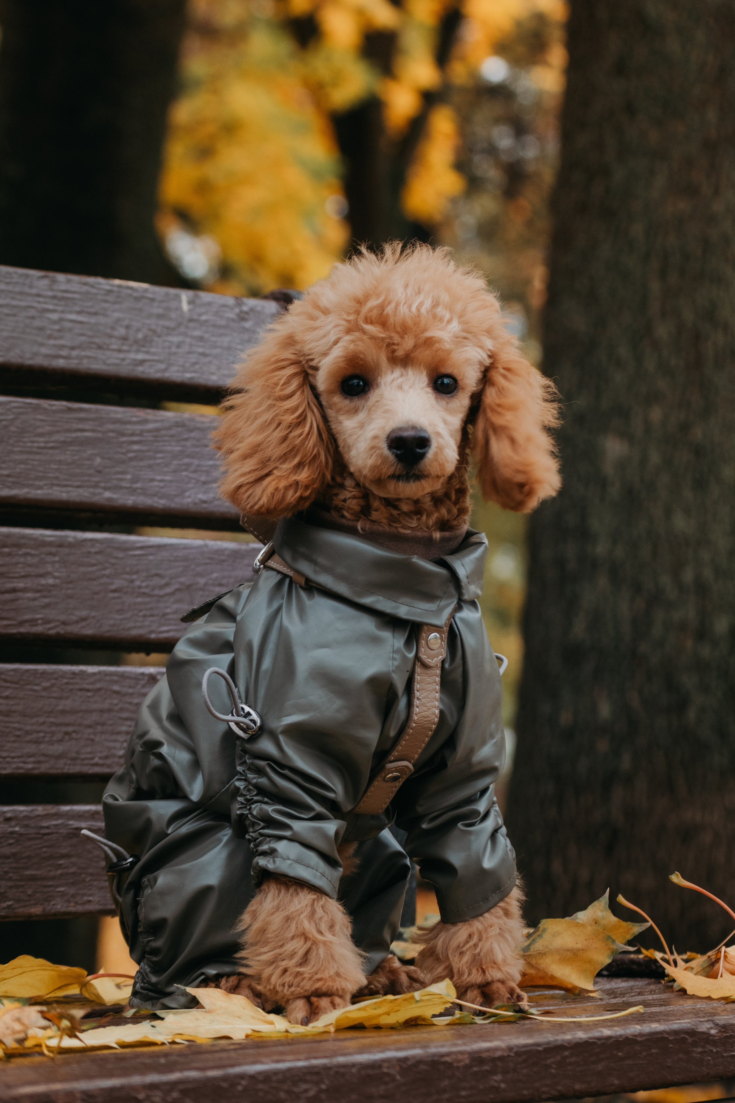 Прогулка с Анастасией и Симоной. Стас Соболь, фотограф анималист, репортажник, Москва