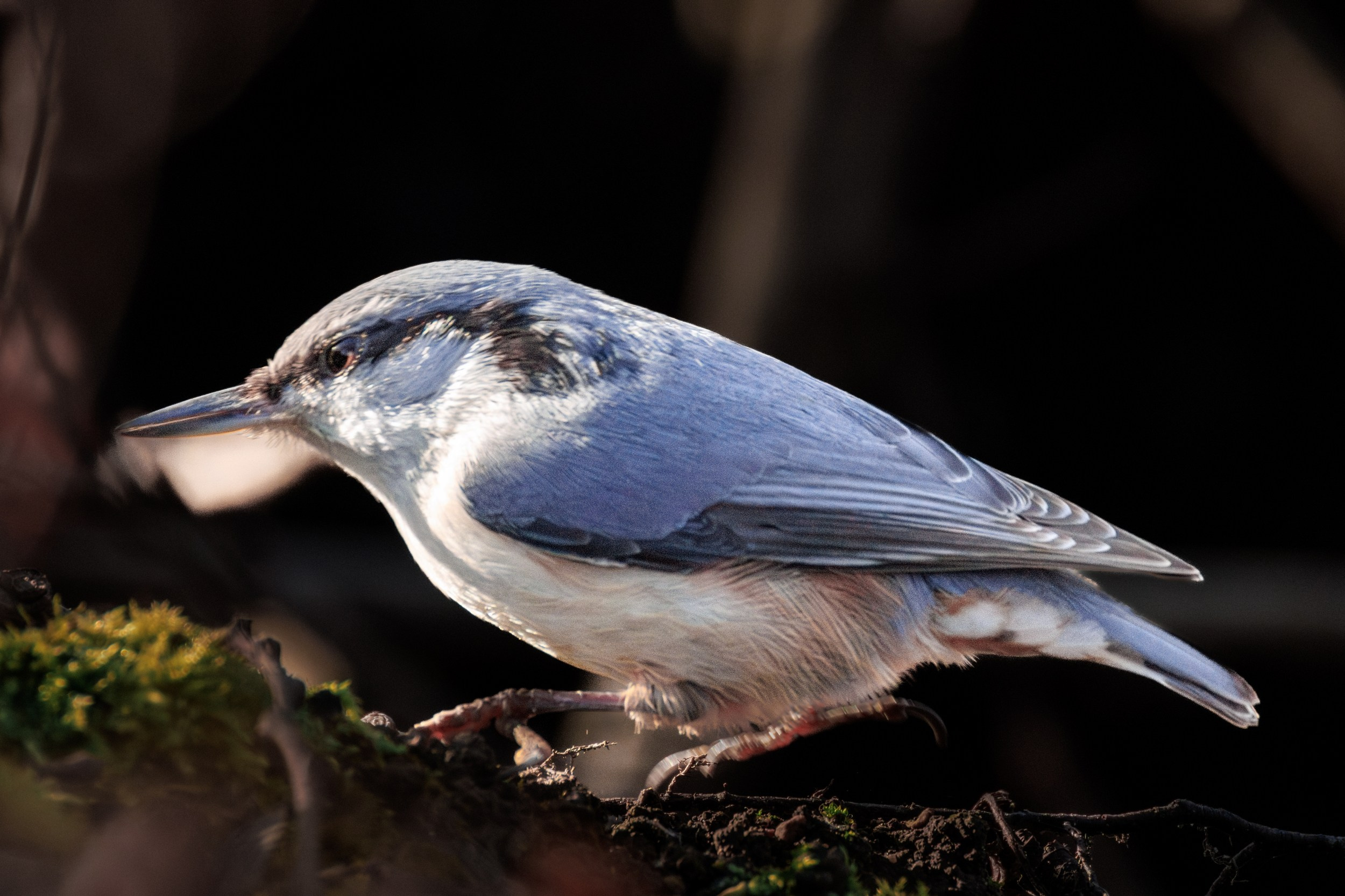 Поползень. Фотограф дикой природы Роман Исаенков