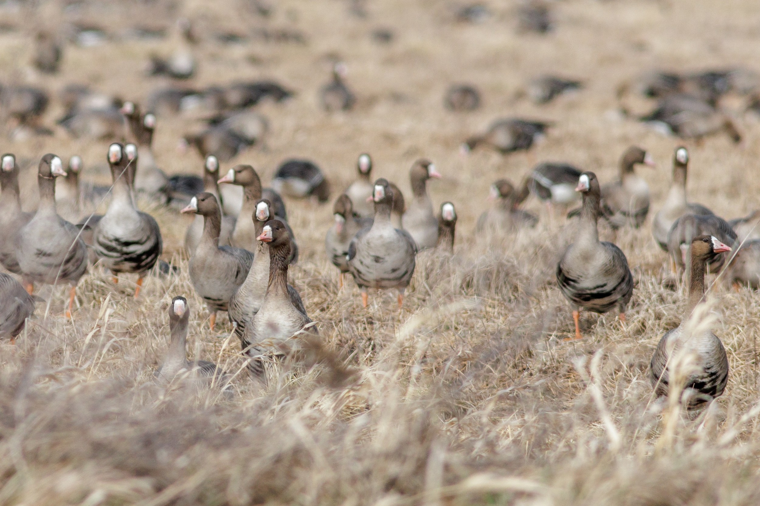 Стая белолобыйх гусей в поле