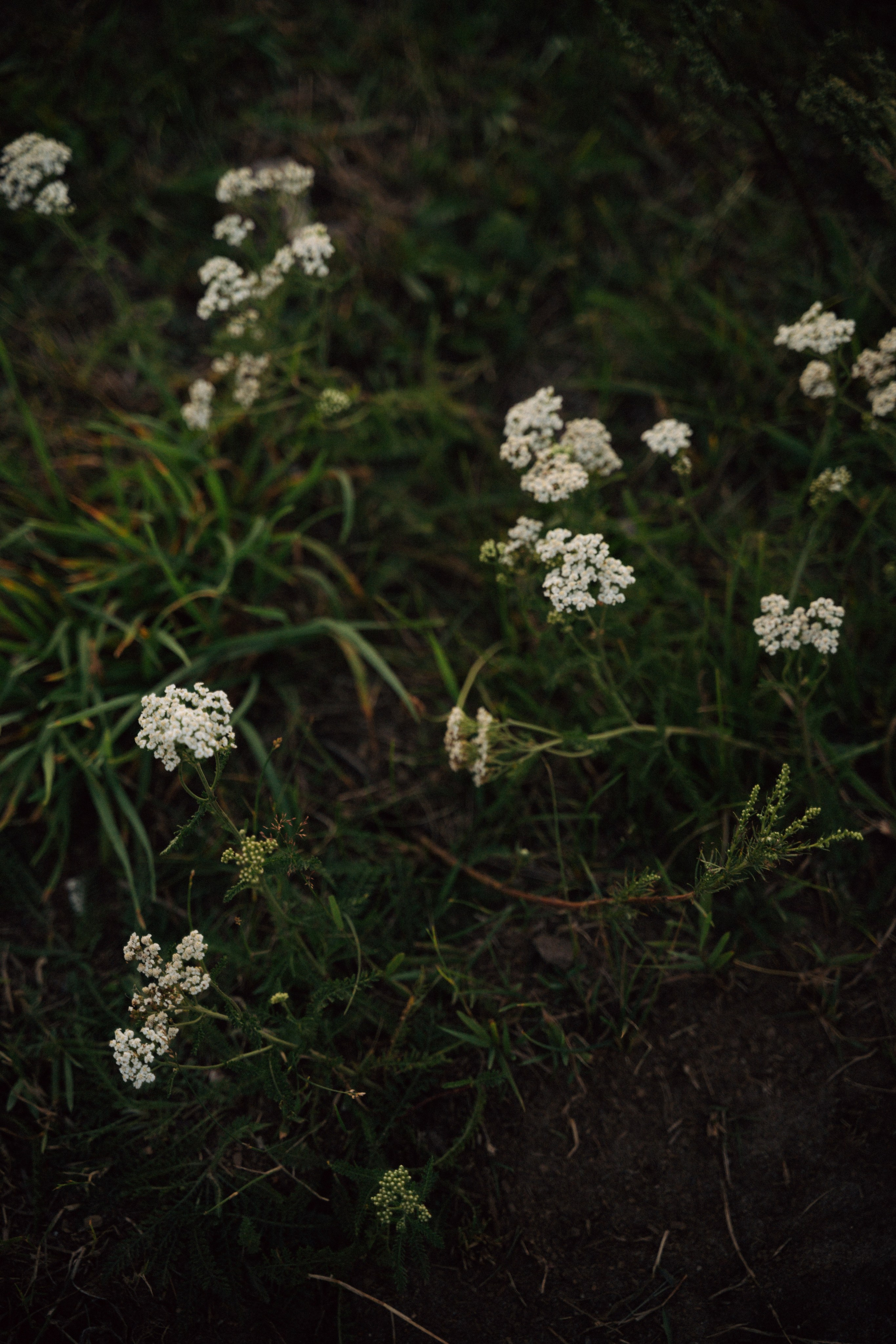 Особенно. Свадебный и портретный фотограф в Брянске и Москве Алина Химушкина