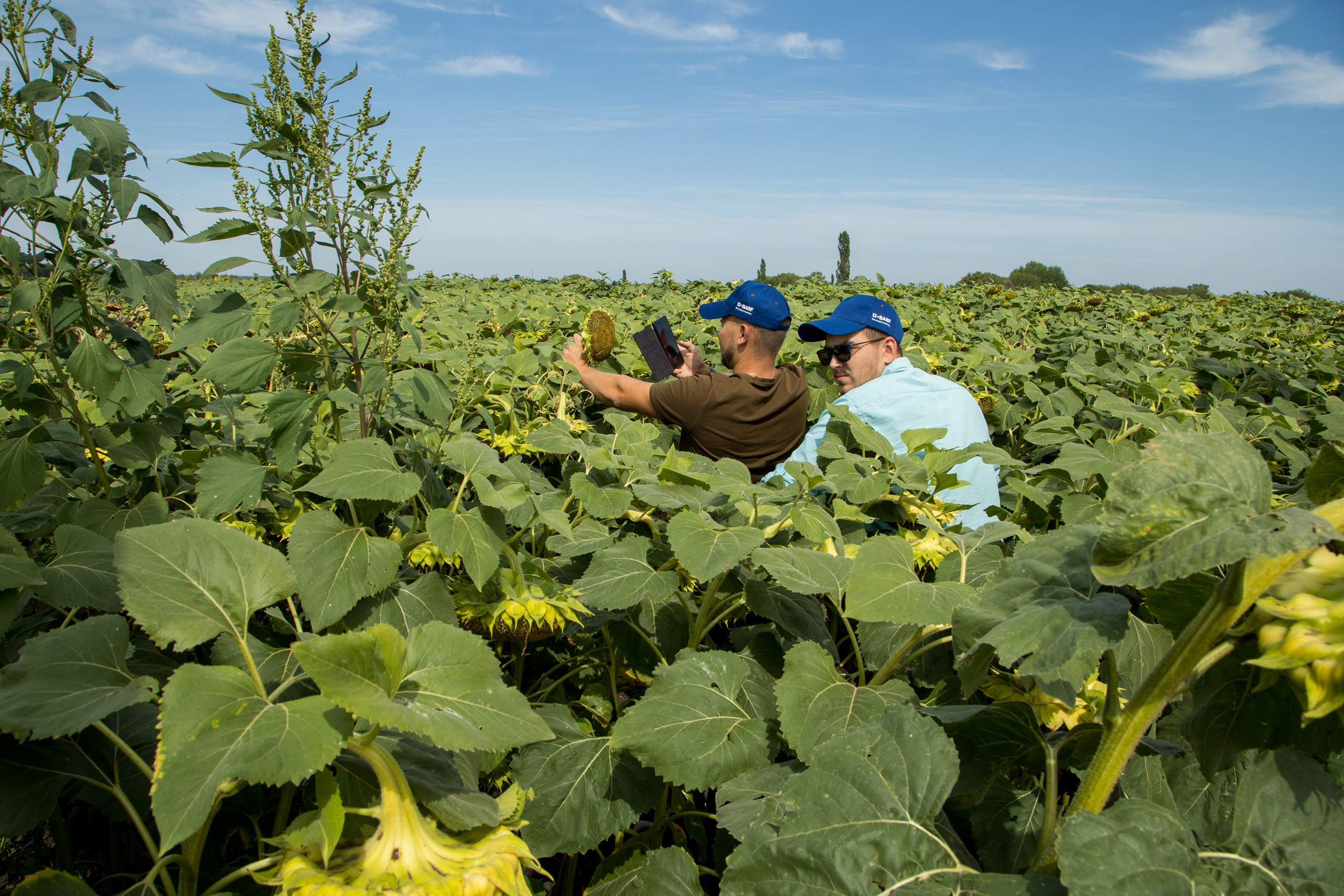 Решения для сельского хозяйства BASF 16.08.2022. Владислав Волков | Фотография и видеосъемка в Воронеже