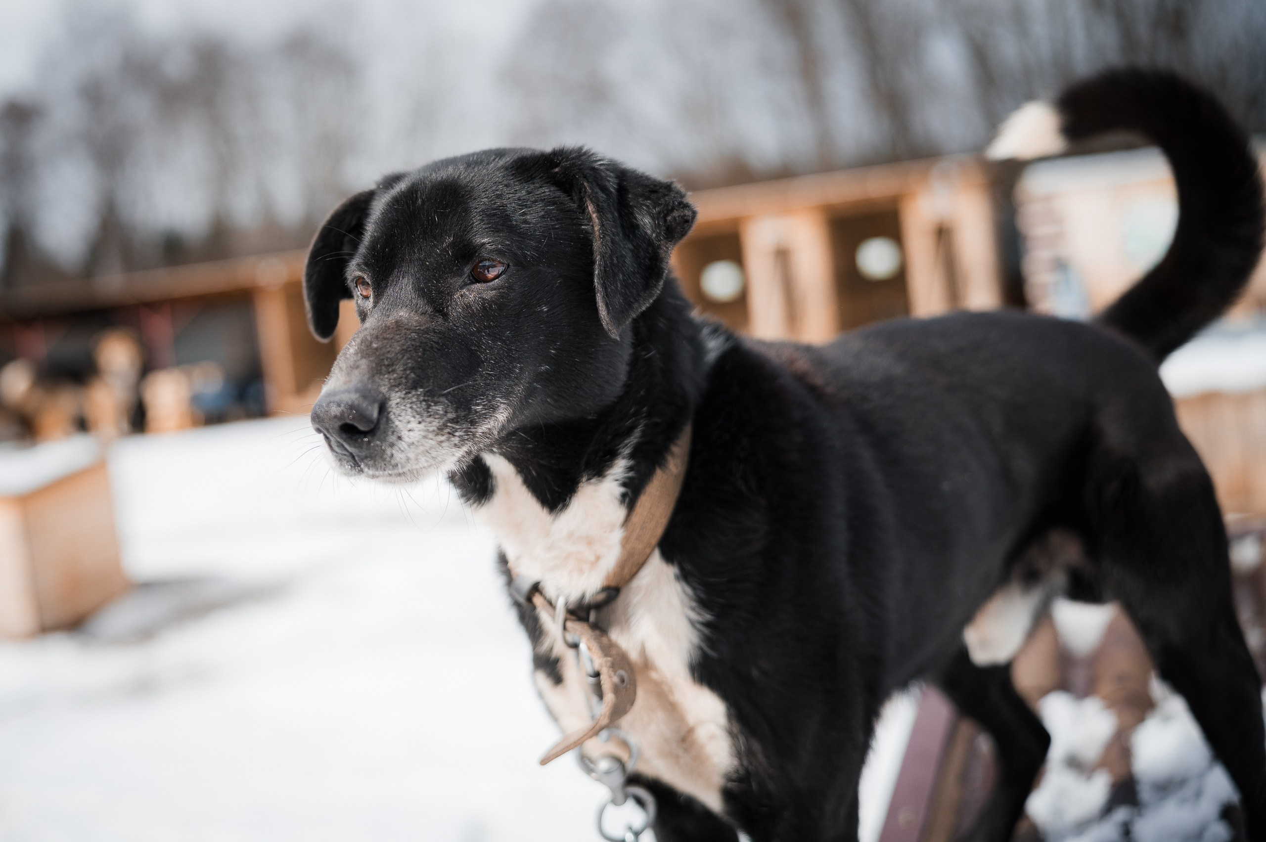 Улыбка собаки — спасение и пристройство бездомных собак