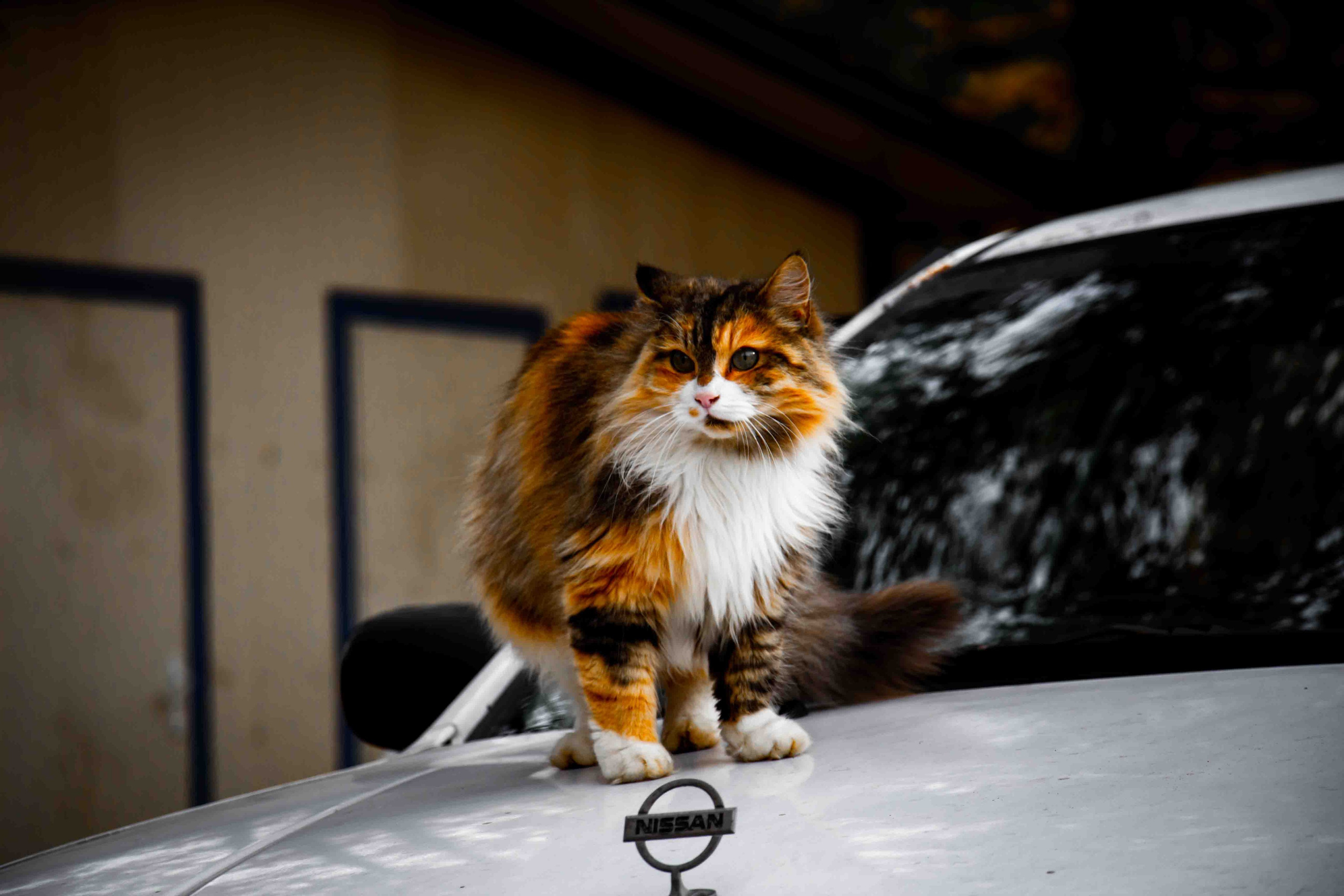 Осеннее настроение. Александр Попов