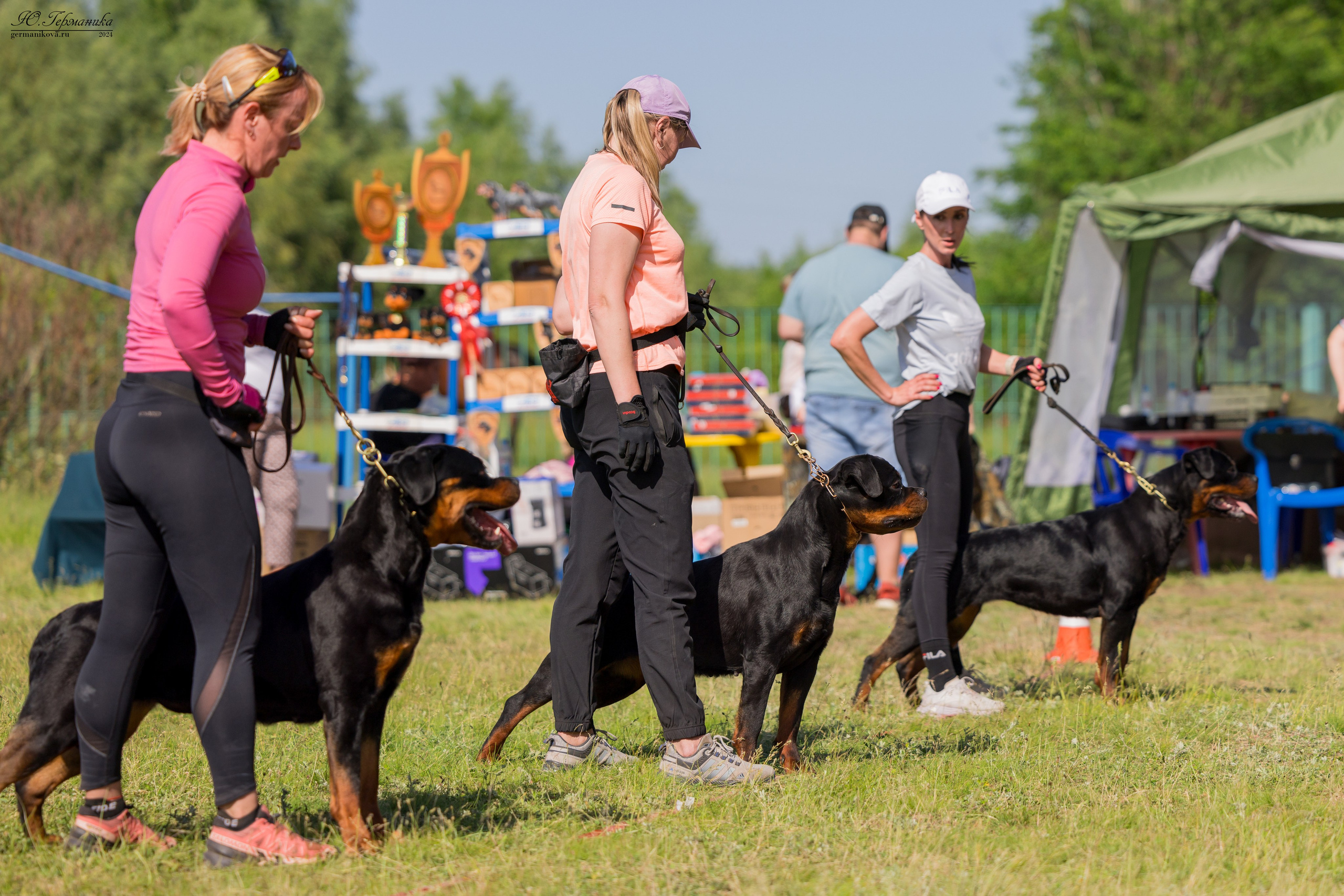 Воронеж моно ротвейлеров 25-26.05.2024. Фотограф-анималист Юлия Германика