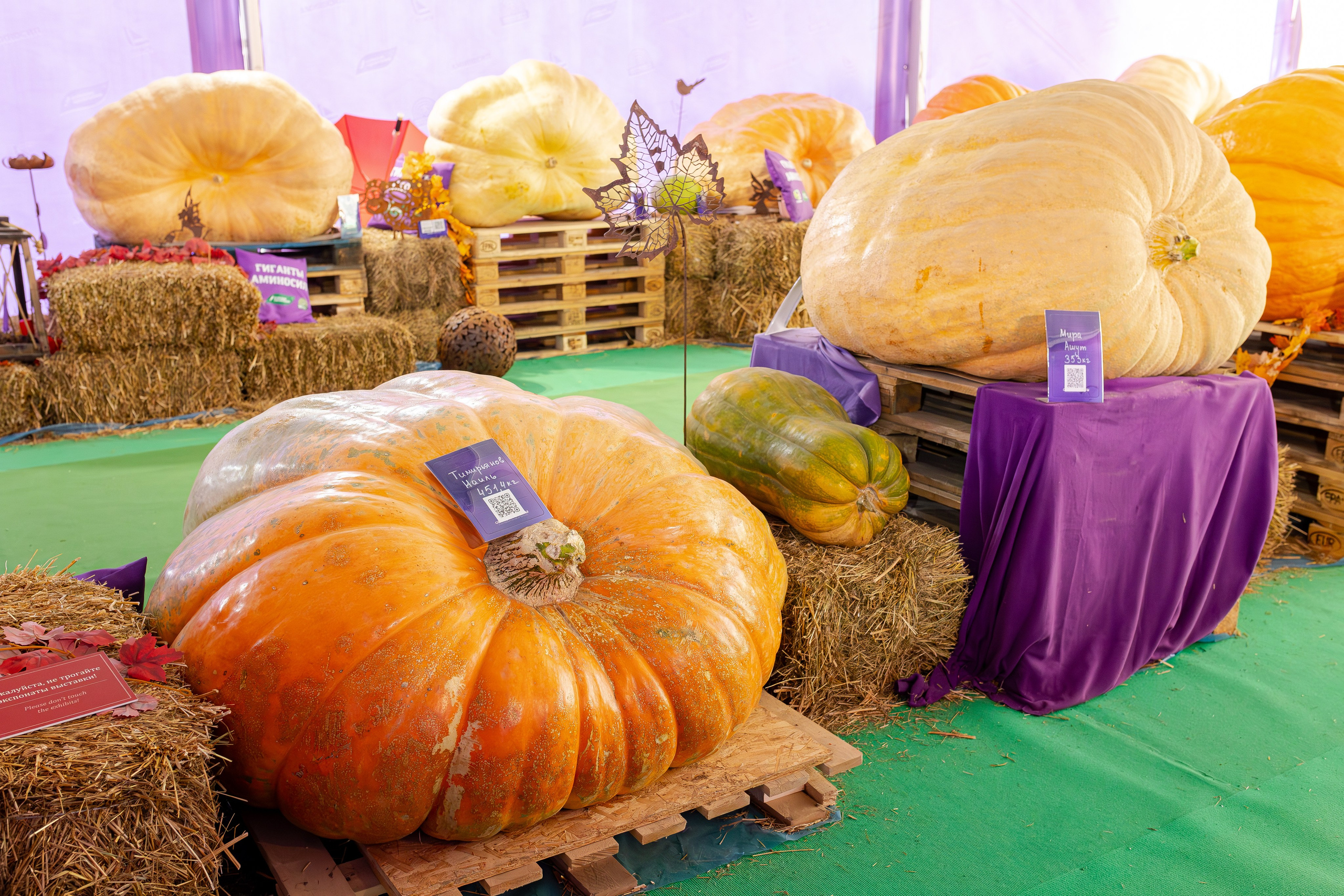 Овощи-гиганты. Александра Куликова фотограф, Москва