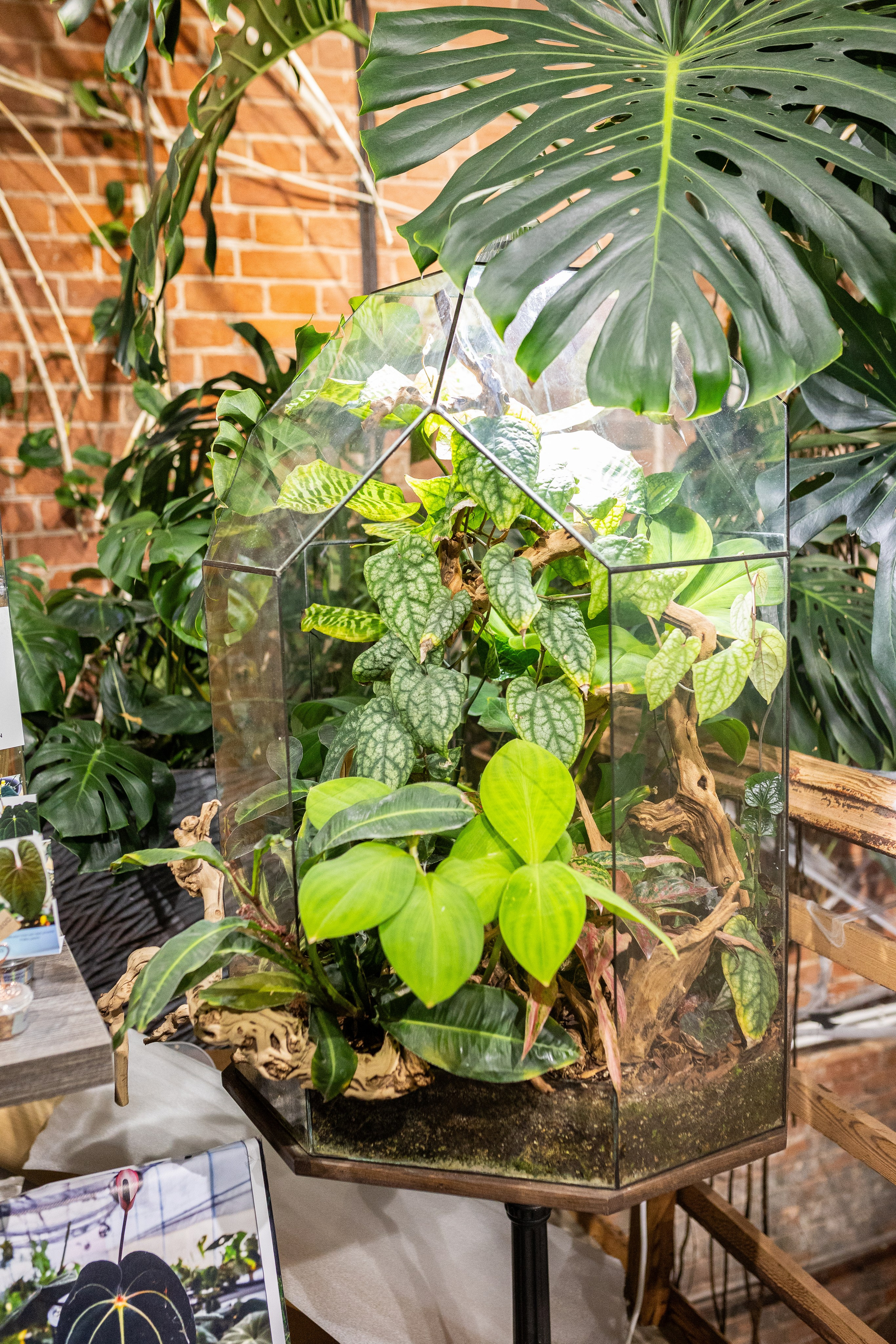 GreenRare ярмарка 2024. Александра Куликова фотограф, Москва