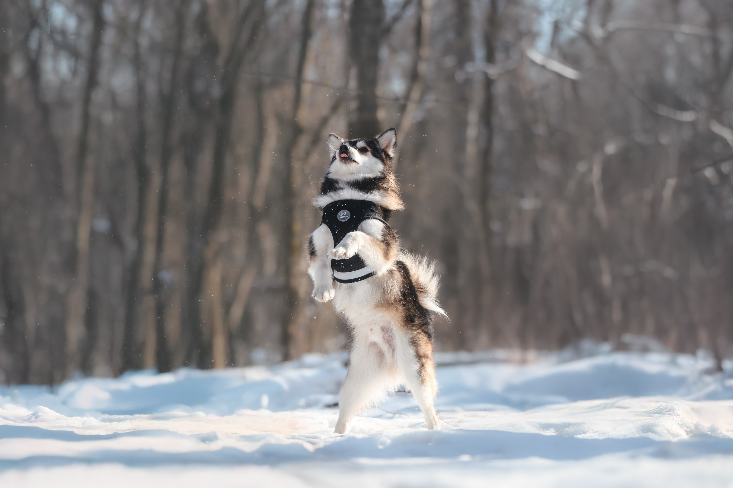 Виктория и 4 помски. Фотограф Анималист в Москве Анастасия Жучкова