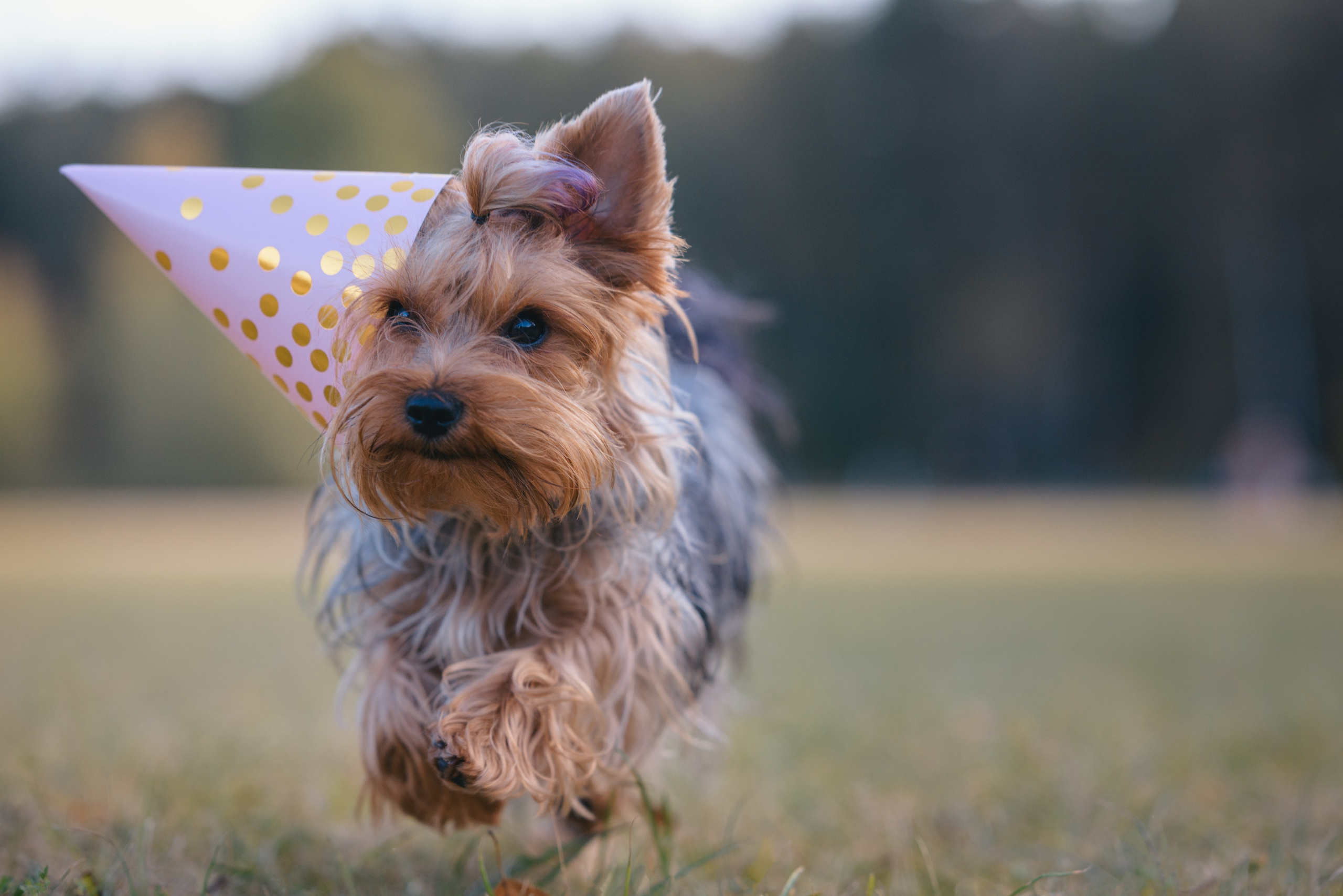 День Рождение. Фотограф Анималист в Москве Анастасия Жучкова