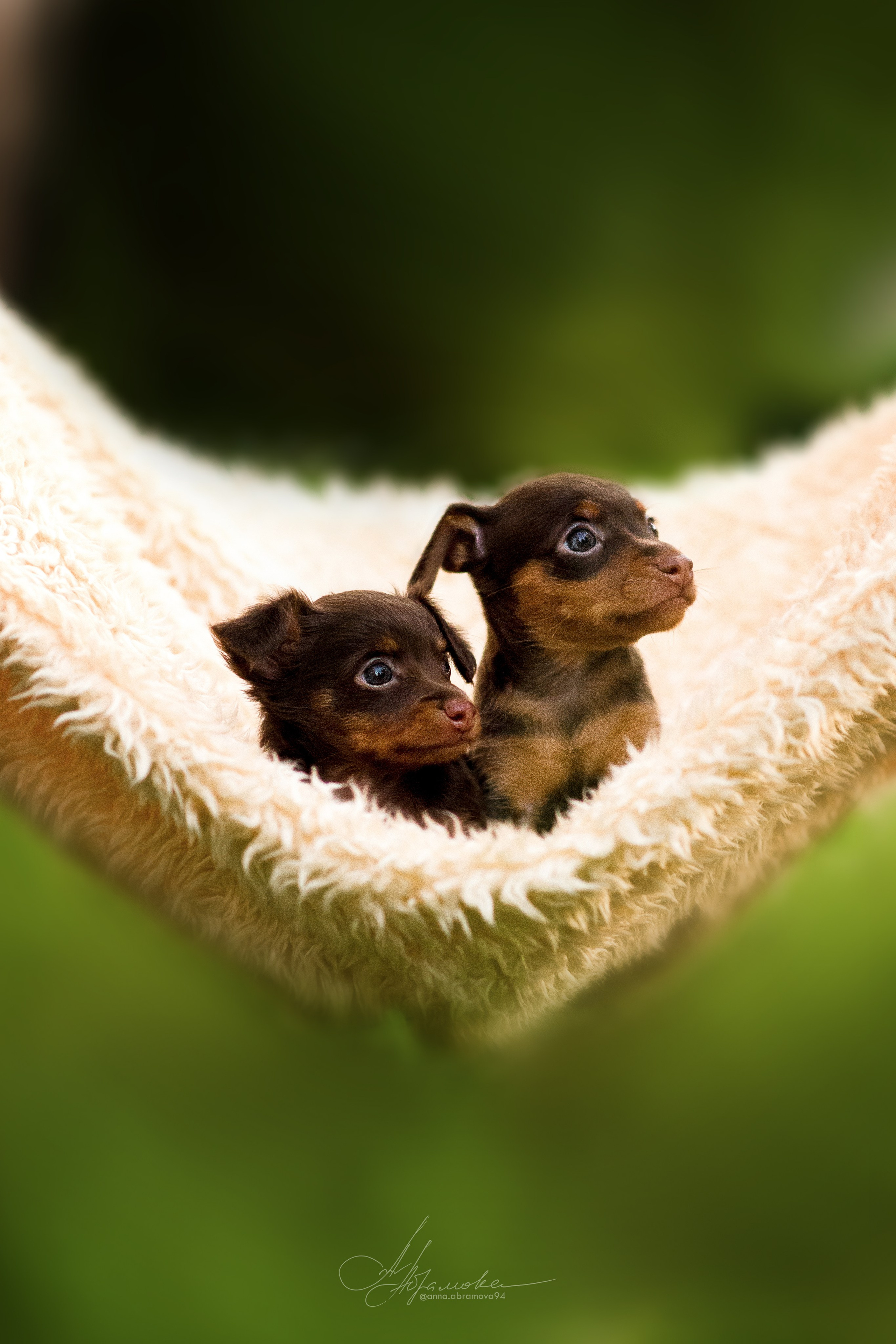 Щенки пражских крысариков — 06.08.2023. Фотограф — Анималист | Анна Абрамова