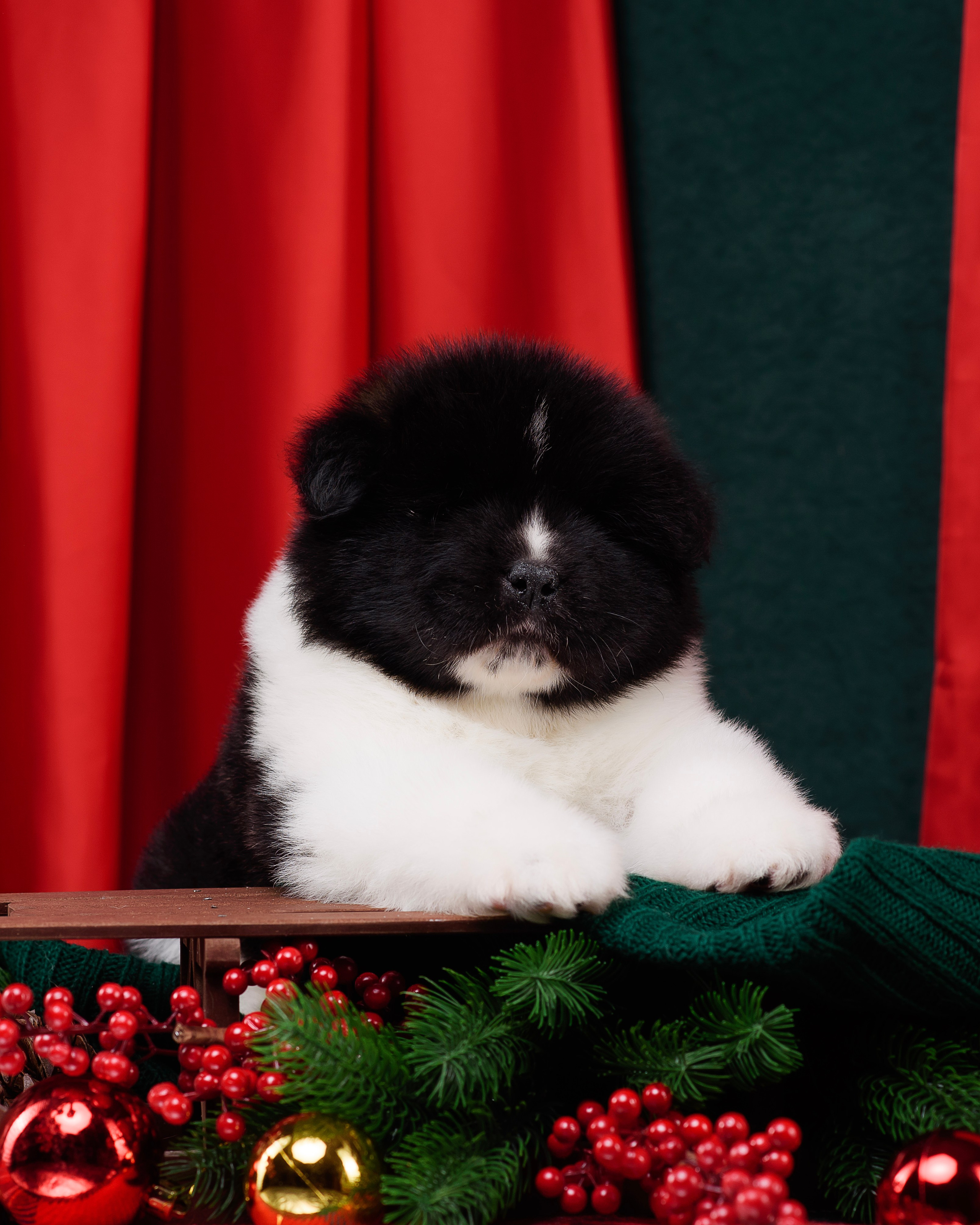 Щенки Американской Акиты. Фотограф — Анималист | Анна Абрамова