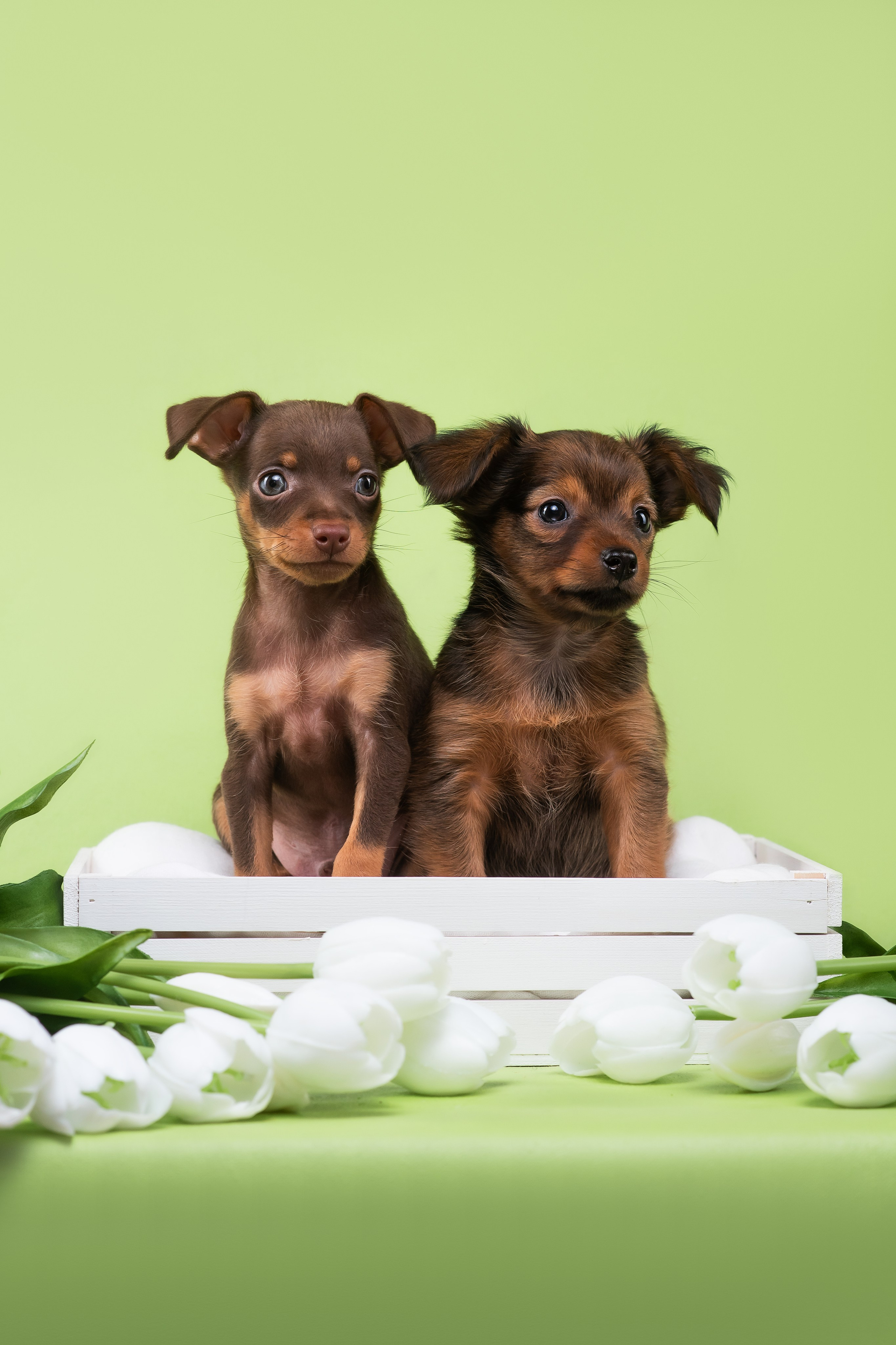 Пражские крысарики — 02.04.2025. Фотограф — Анималист | Анна Абрамова