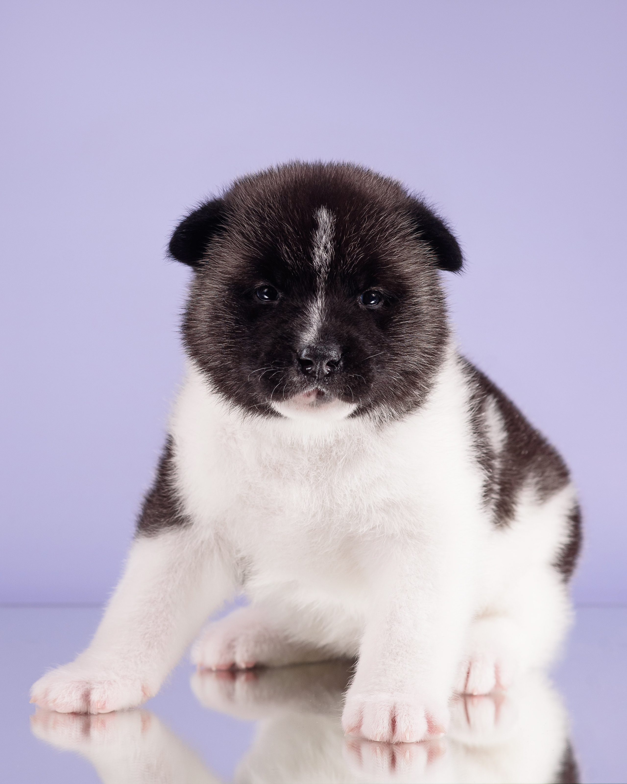 Щенки Американской Акиты — 04.11.2024. Фотограф — Анималист | Анна Абрамова