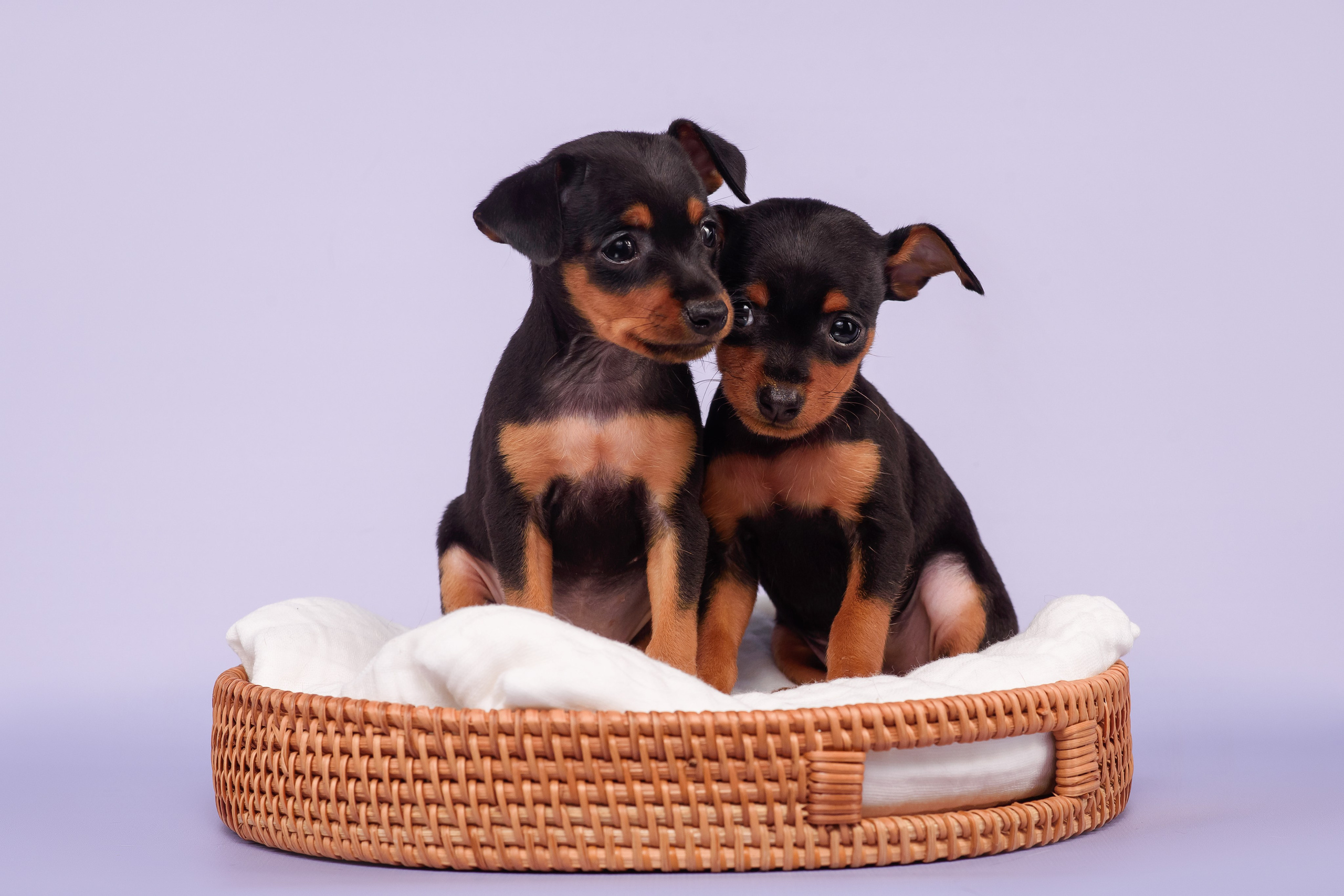 Малыши пражских крысариков — 30.07.2025. Фотограф — Анималист | Анна Абрамова