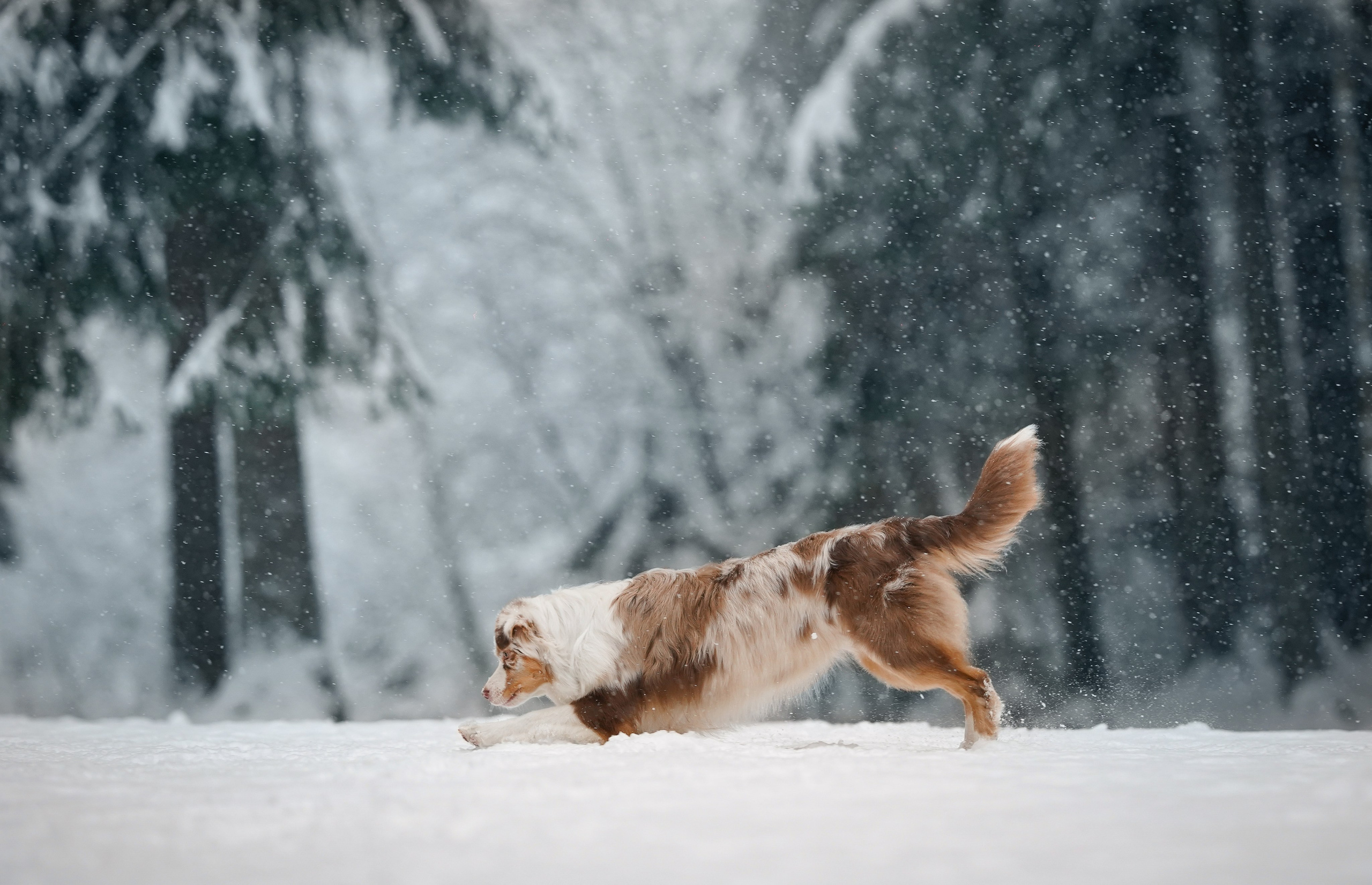 Панда. Фотограф-анималист в Санкт-Петербурге Яна Мартынова