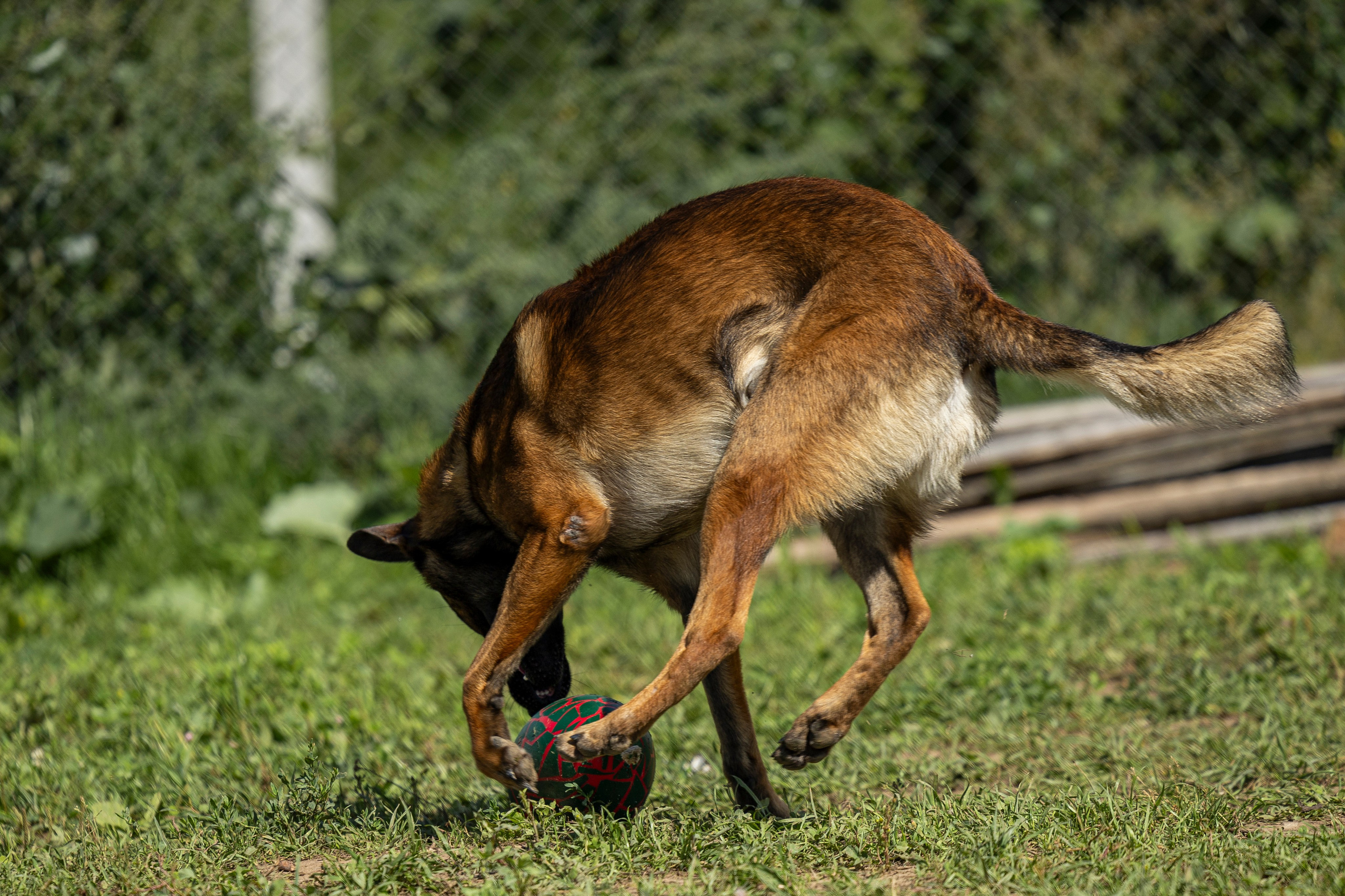Соревнования по Мондьорингу г. Вологда 10-11.08.2024. Фотограф-анималист Анна Маринич