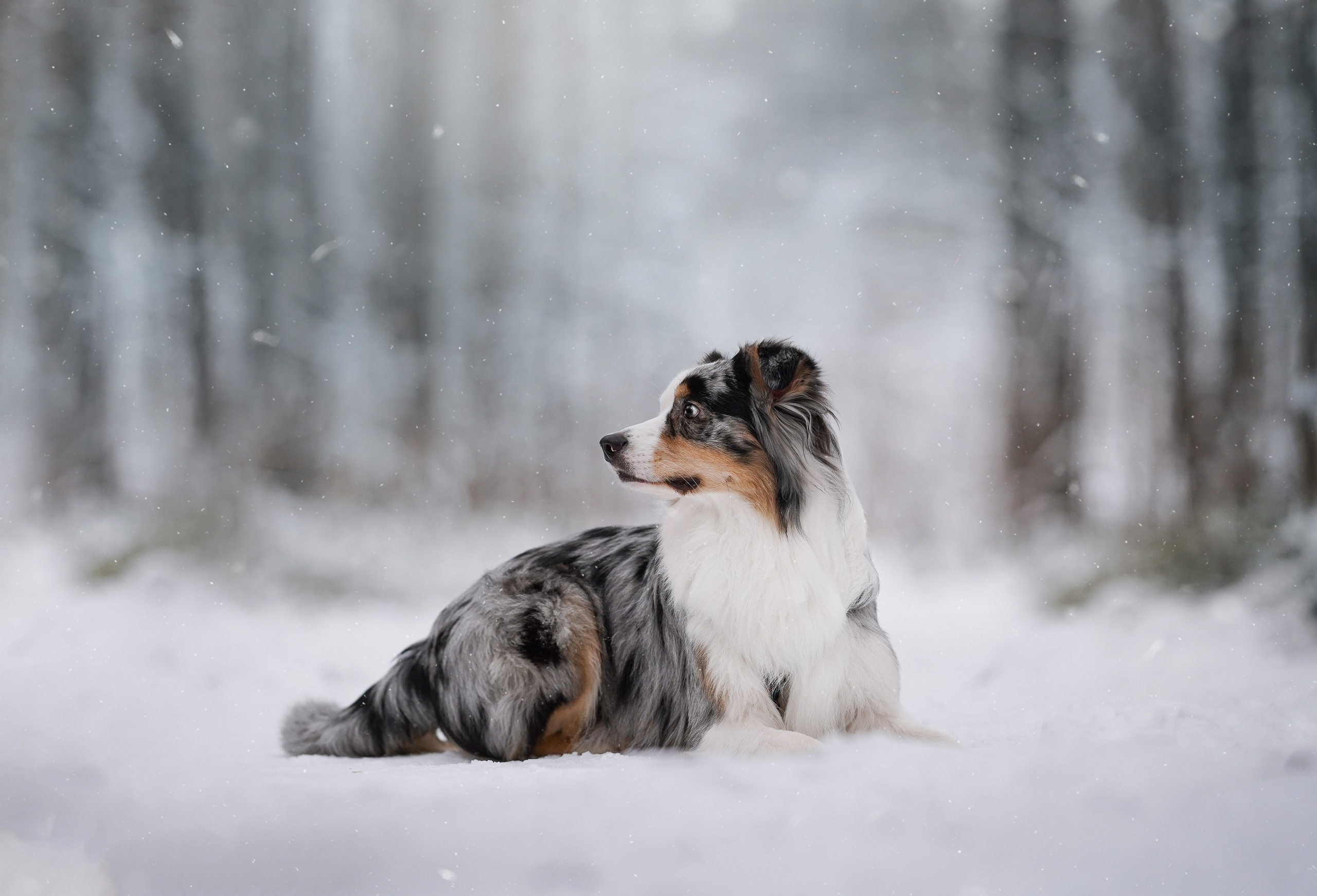 Антон Аиша и Римус. Фотограф-анималист в Санкт-Петербурге Яна Мартынова