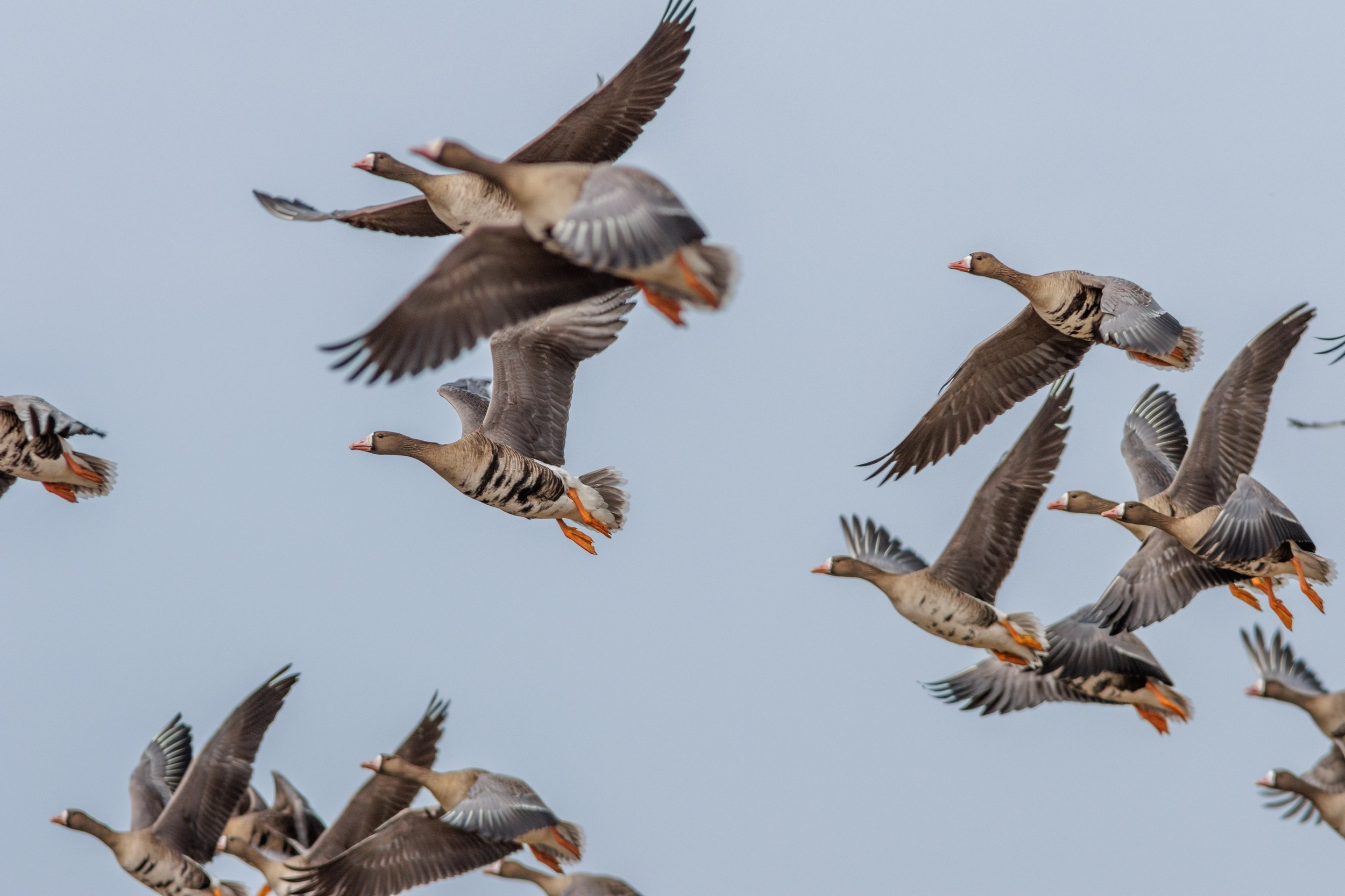 В полете гуси