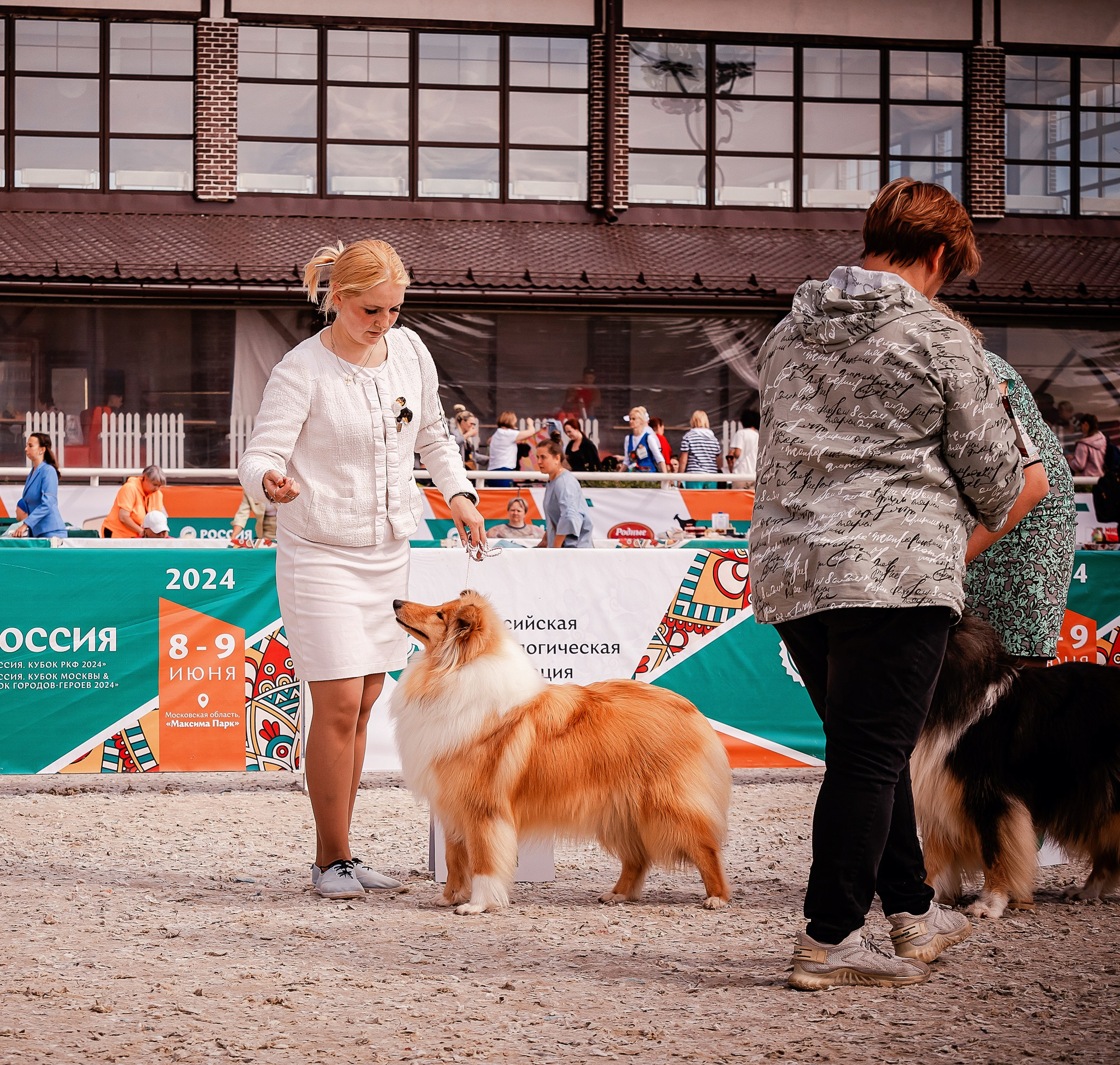 Фотосъемка собак, щенков, на выставках, фотограф анималист Россия воронеж. Питомник собак Акита, Хаски, Корги