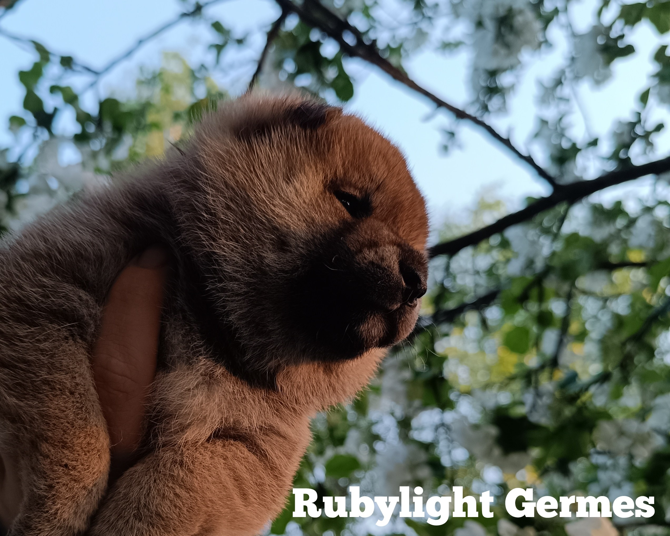 Сиба Rubylight Germes питомник Рубилайт