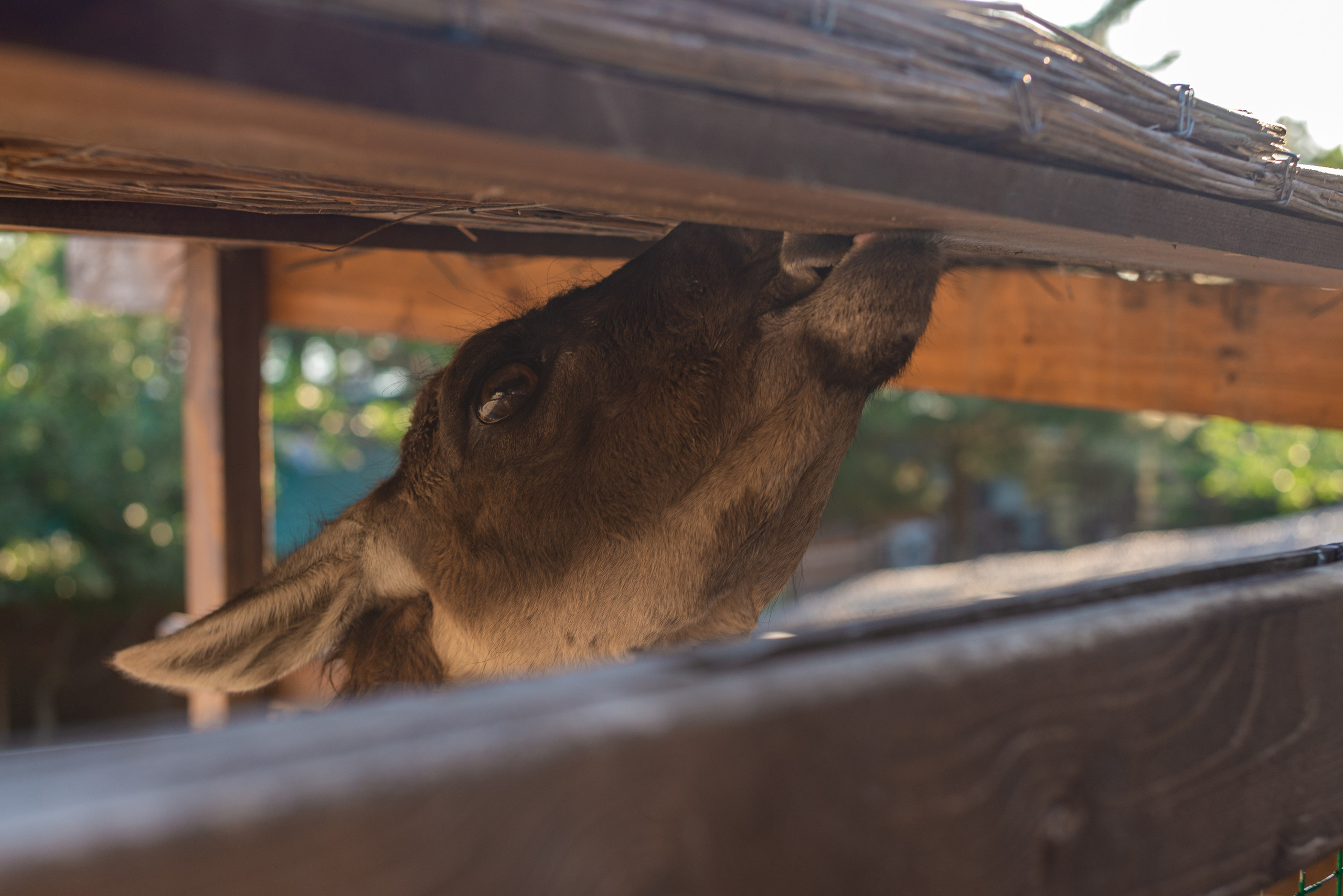 Июнь–Июль Отпуск Белореченск, Геленджик. Семейный, Свадебный фотограф СПБ Питер— Романова Екатерина