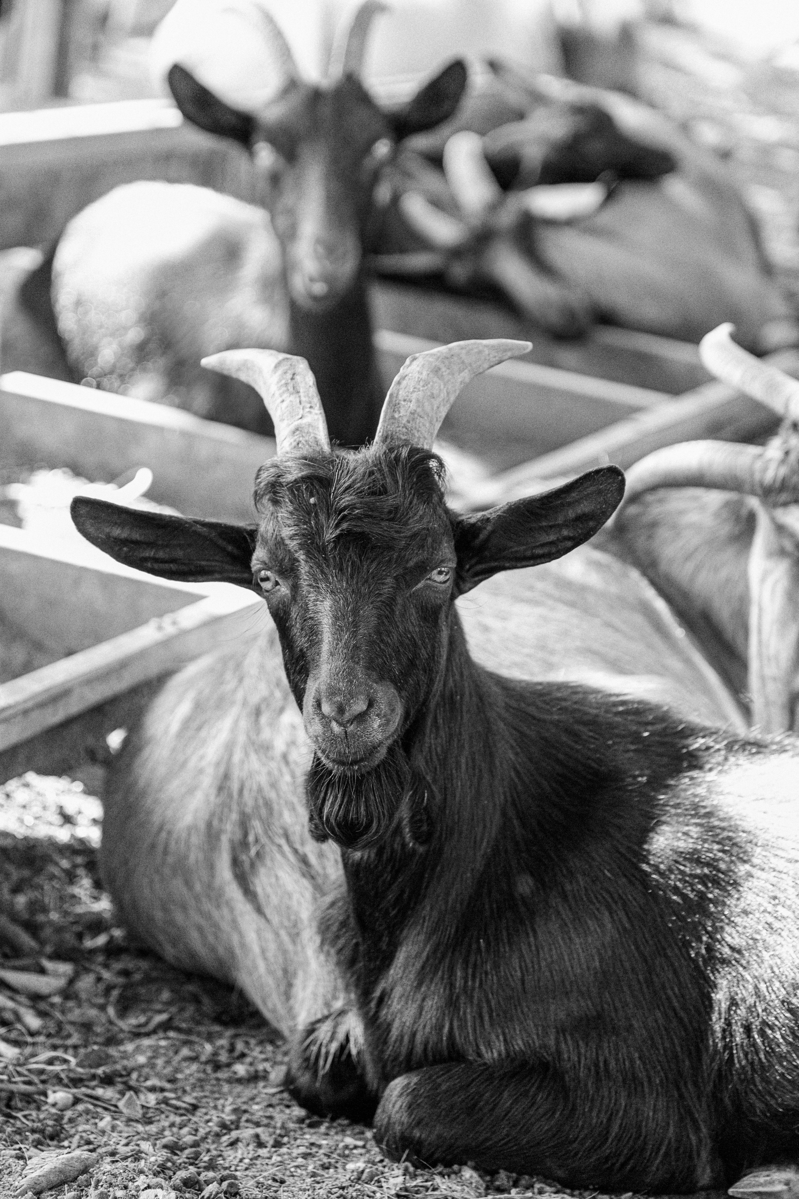 Элла Ферма. Юлия Космо — фуд-фотограф, предметный стилист, Москва