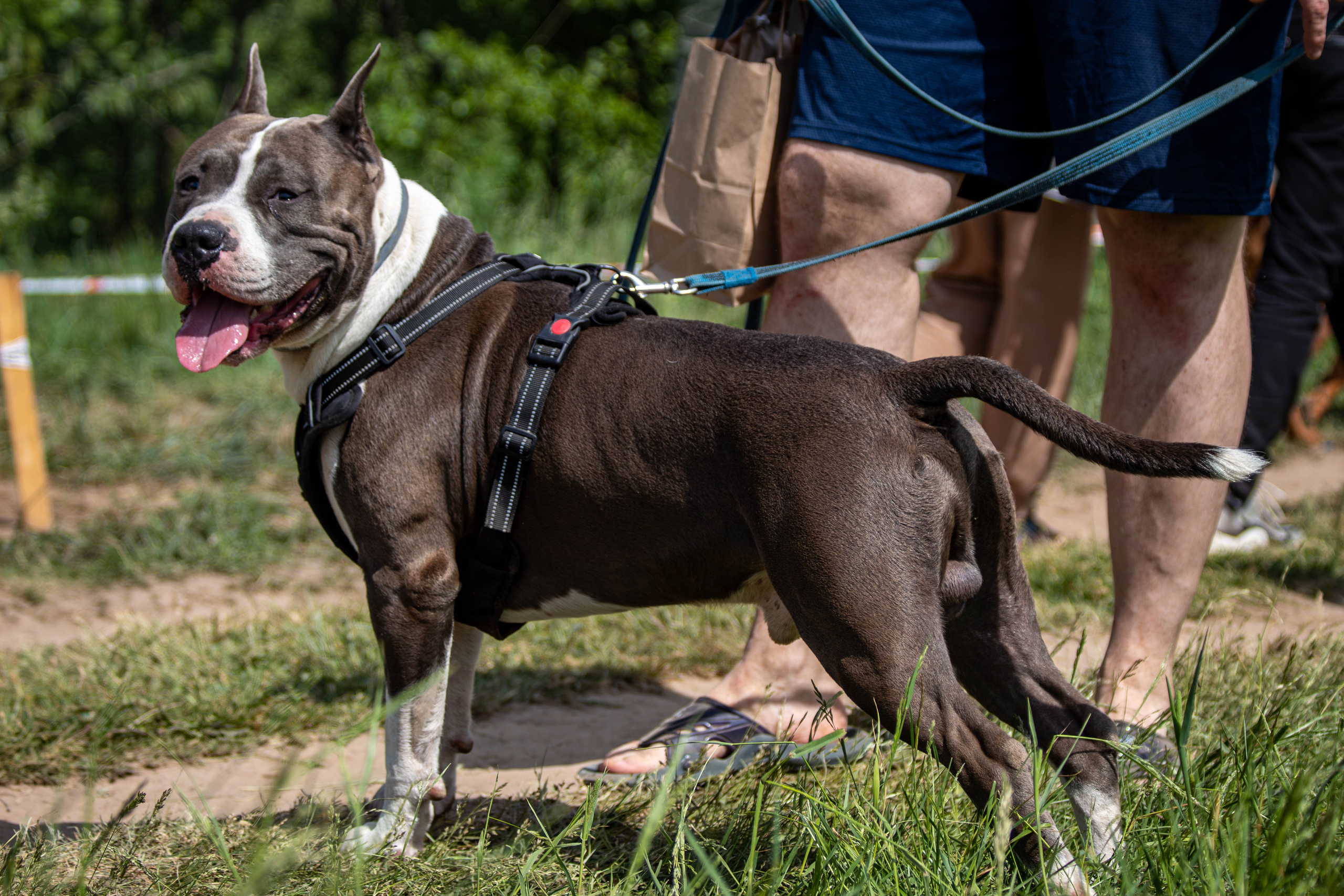 Хвостатый Драйв 2024. Фотограф анималист — Тула, Москва