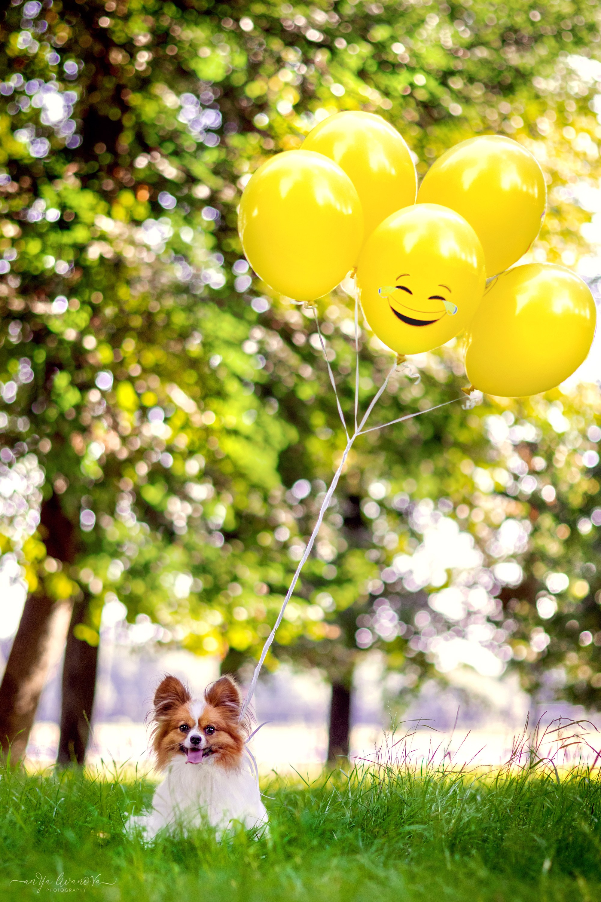 Царёчик 3 года. Фотограф анималист Аня Ливанова | Рыбинск