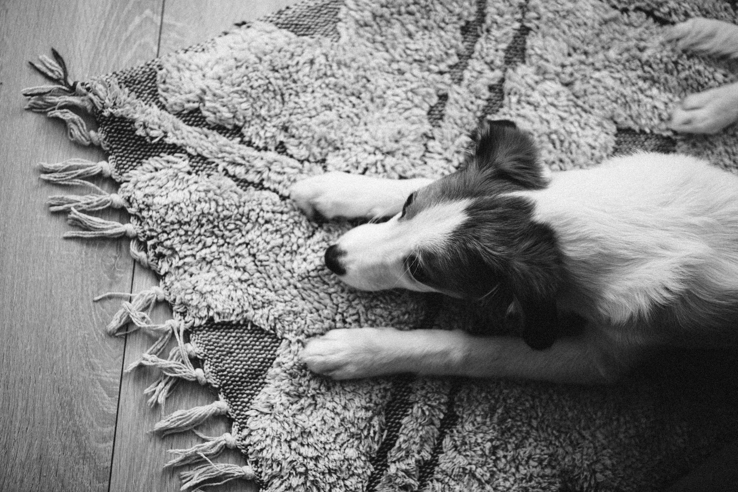 Лика и Клео. Свадебный фотограф Оля Григунова