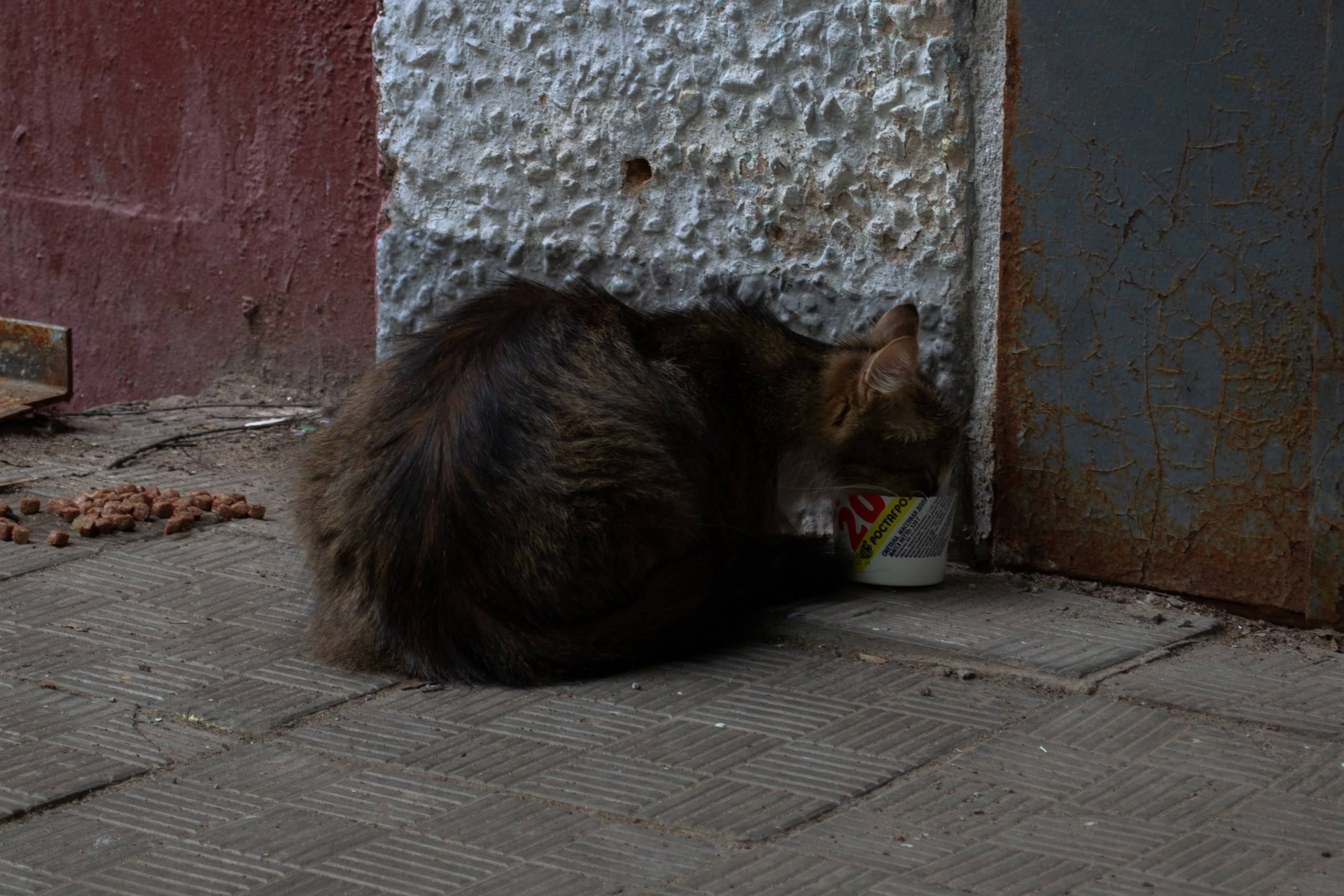 Cats.1. Dumshap | думшап