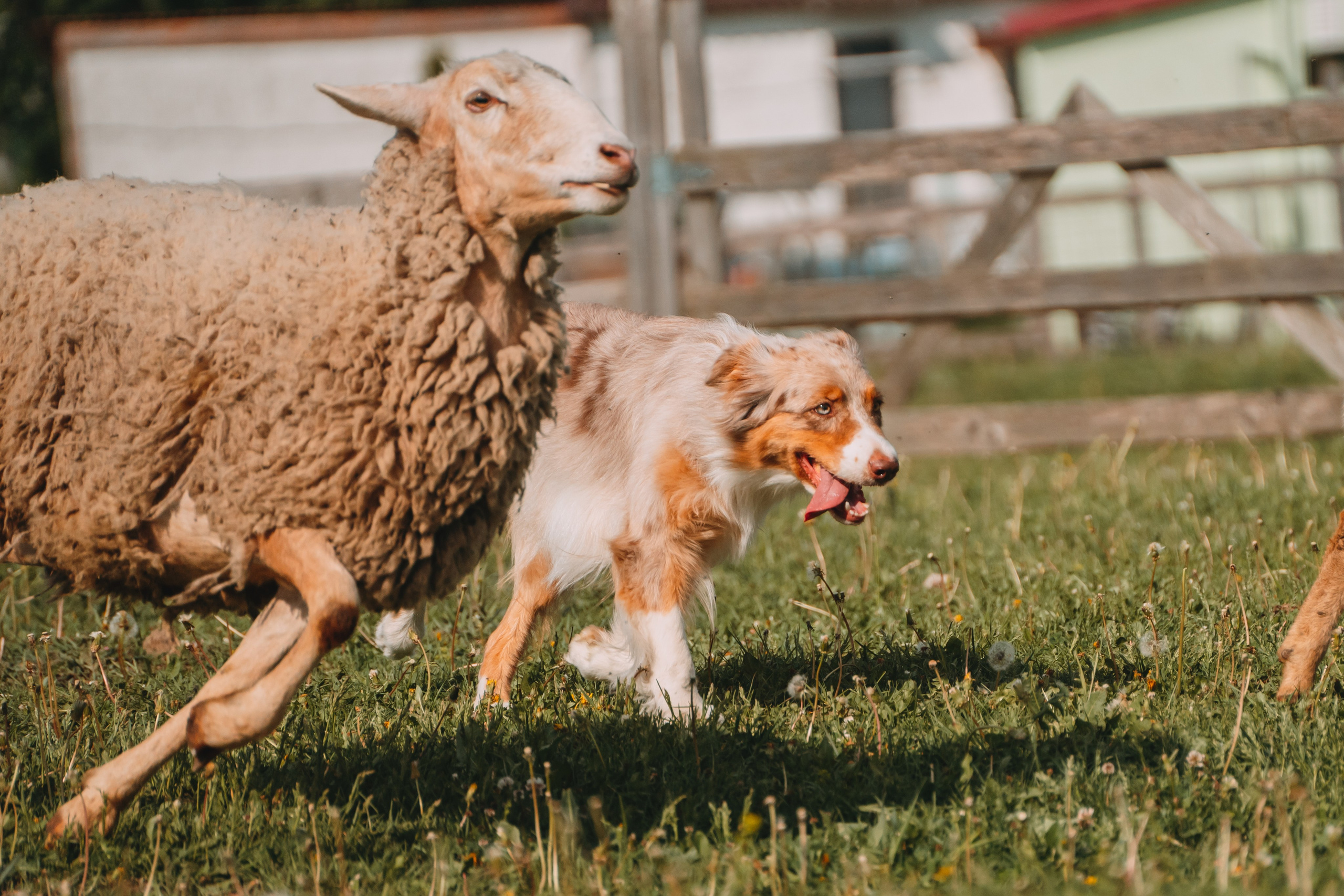 Состязания по пастушьей службе 1-2.06.24, Заостровье. Фотограф-анималист Анастасия Большакова
