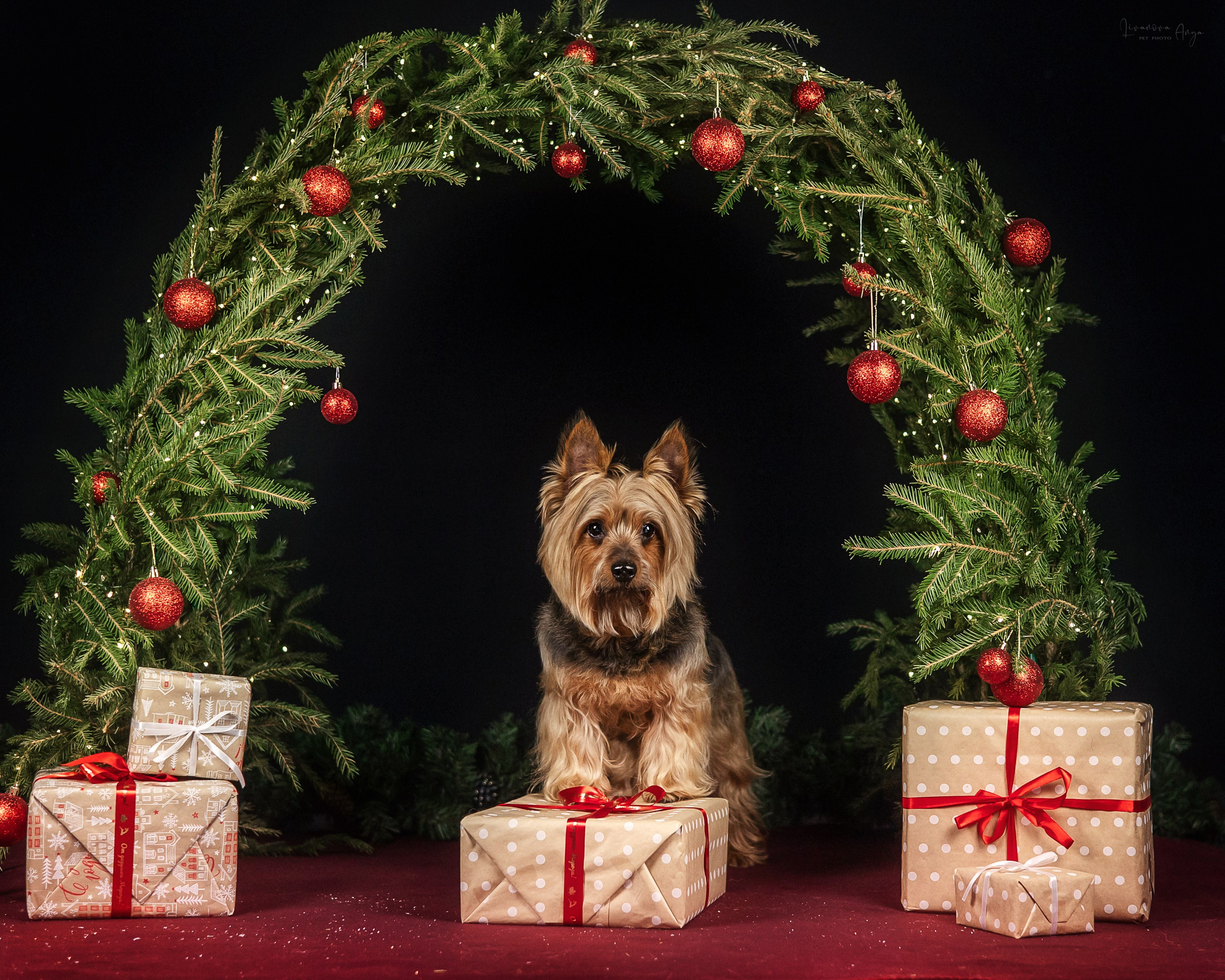 Фотодень_1 2025. Фотограф анималист Аня Ливанова | Рыбинск