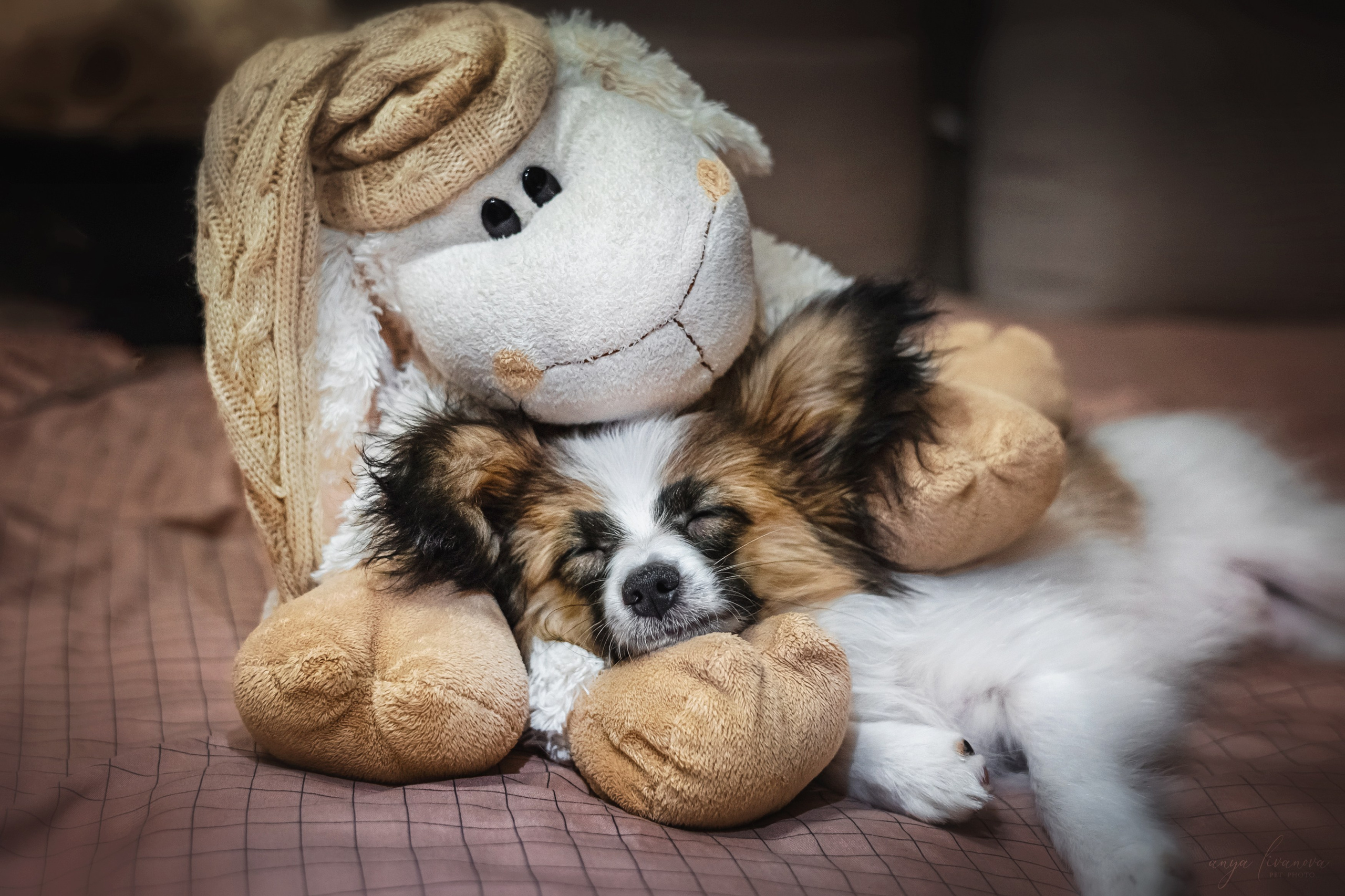 Хьюстон. Фотограф анималист Аня Ливанова | Рыбинск