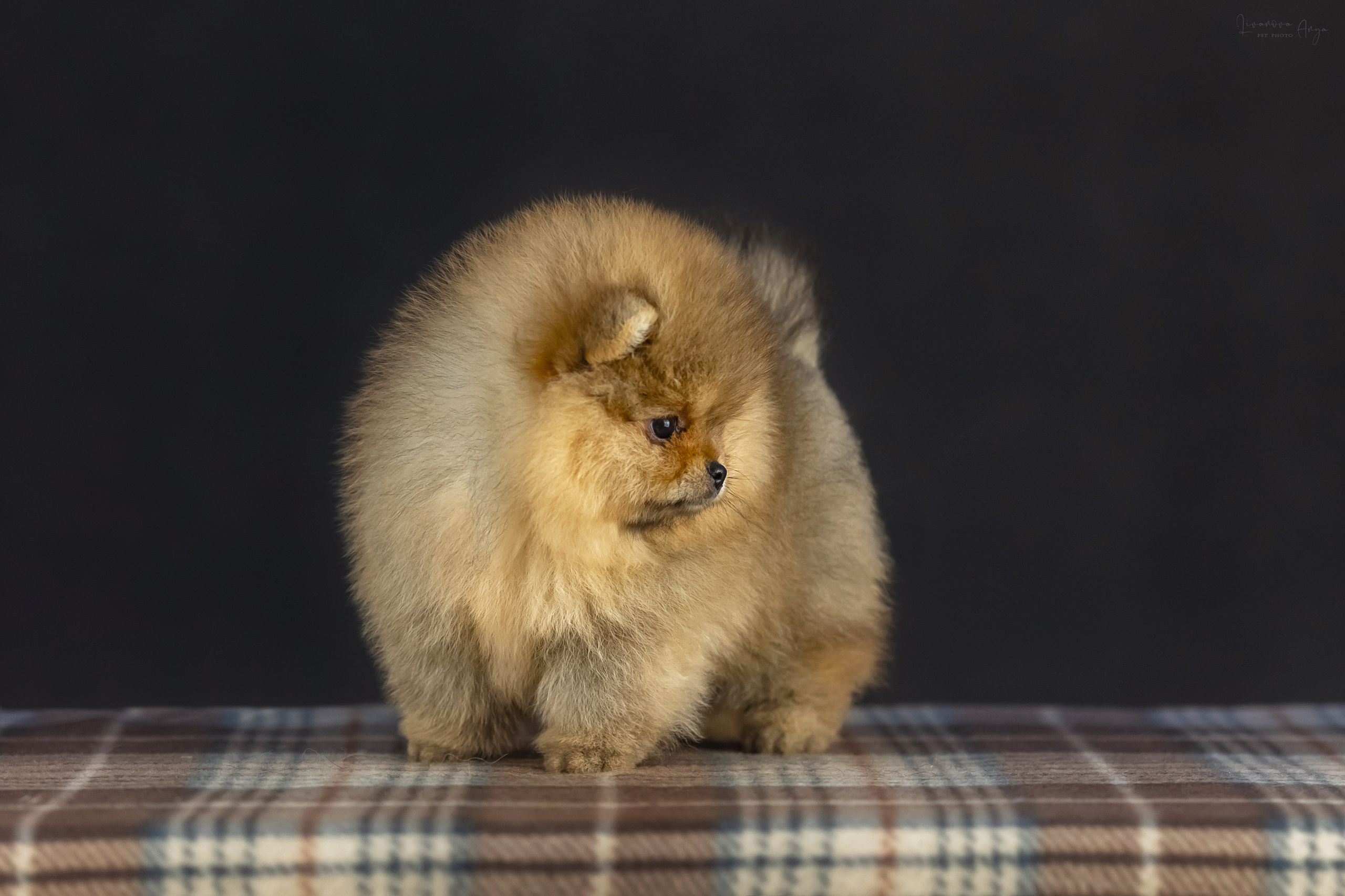 Шпикачки. Фотограф анималист Аня Ливанова | Рыбинск