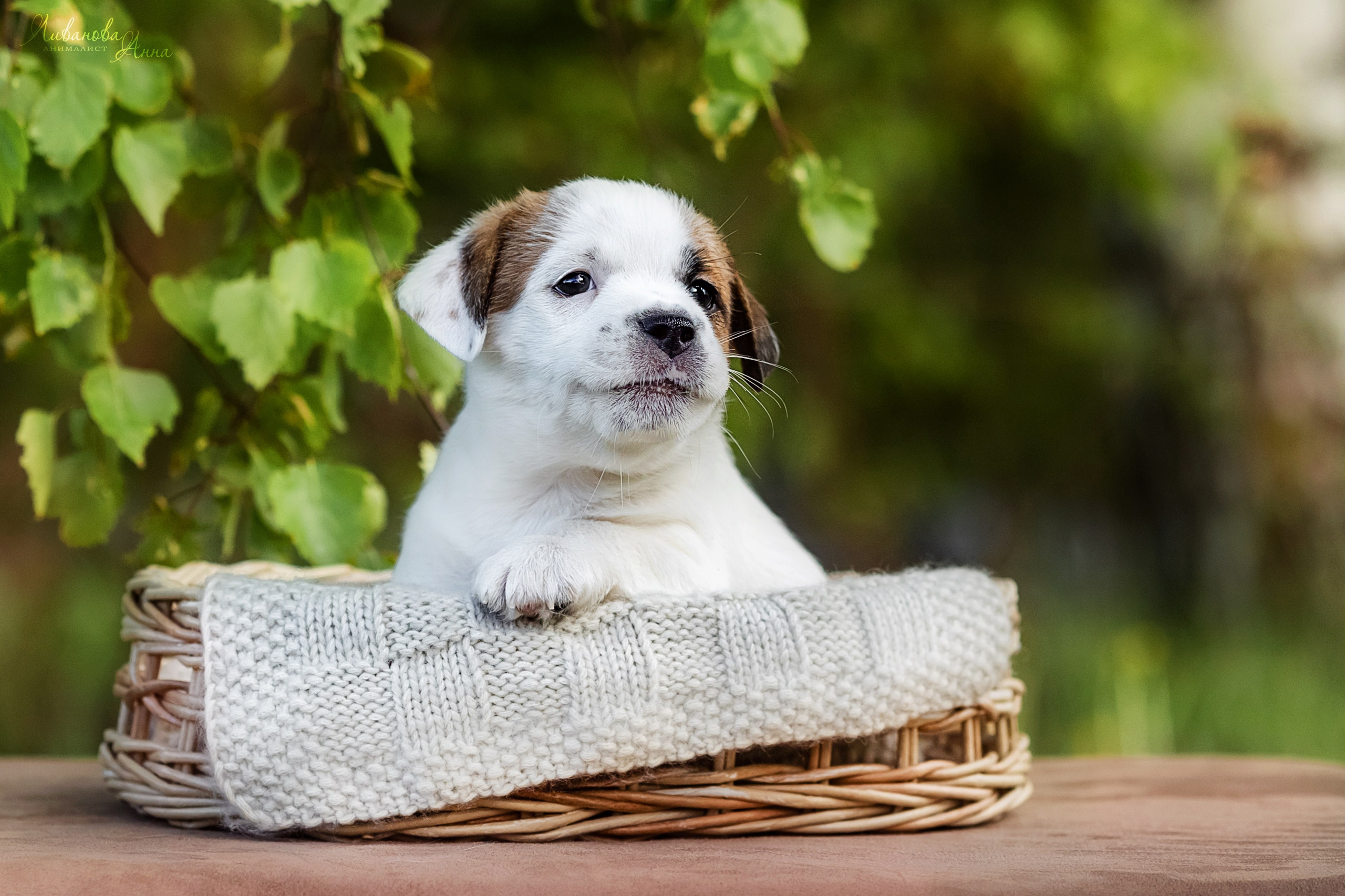 Джеки. Фотограф анималист Аня Ливанова | Рыбинск